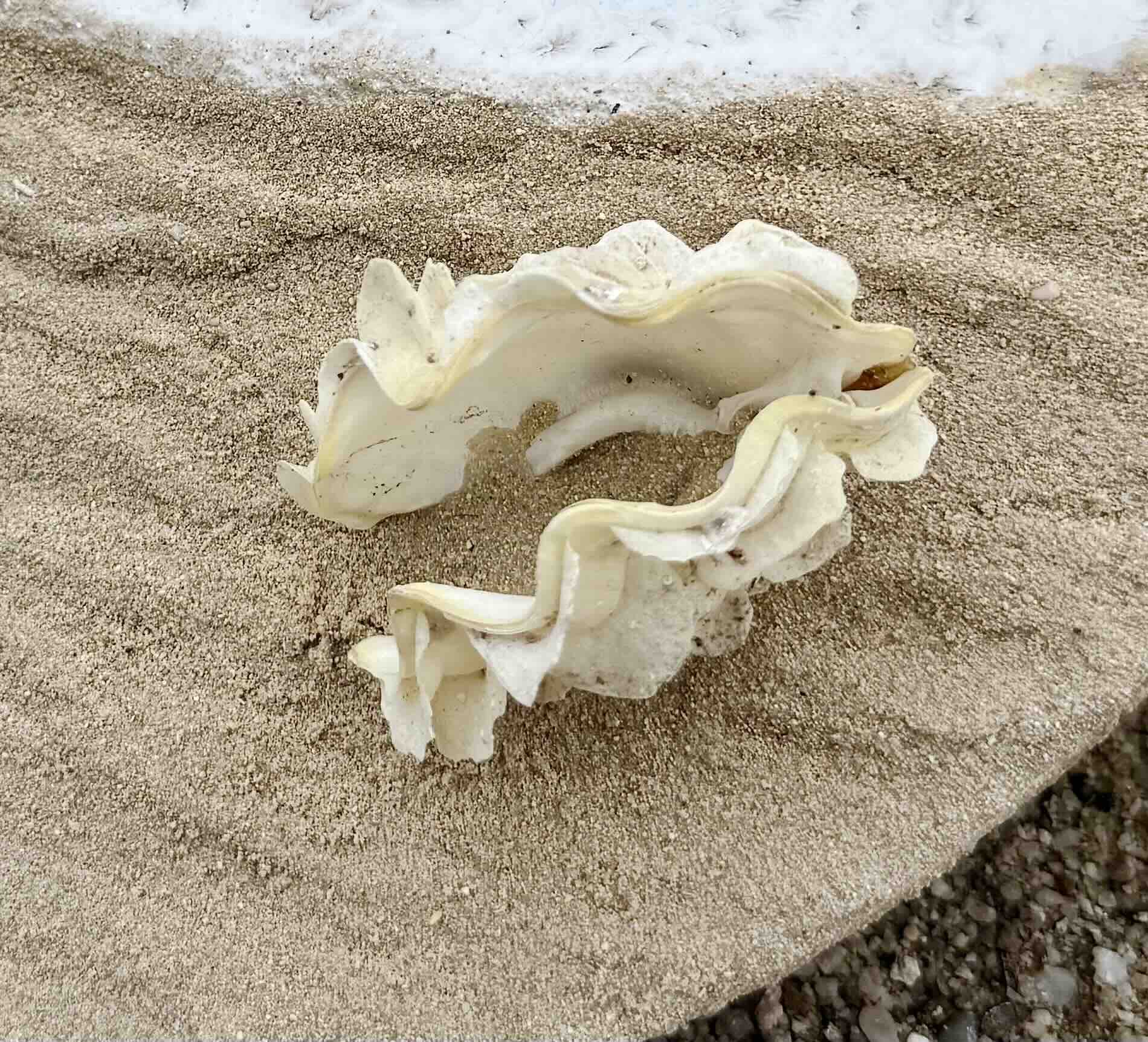 Detail prostorové mušle Clam Shell na obrazu Karibská pláž