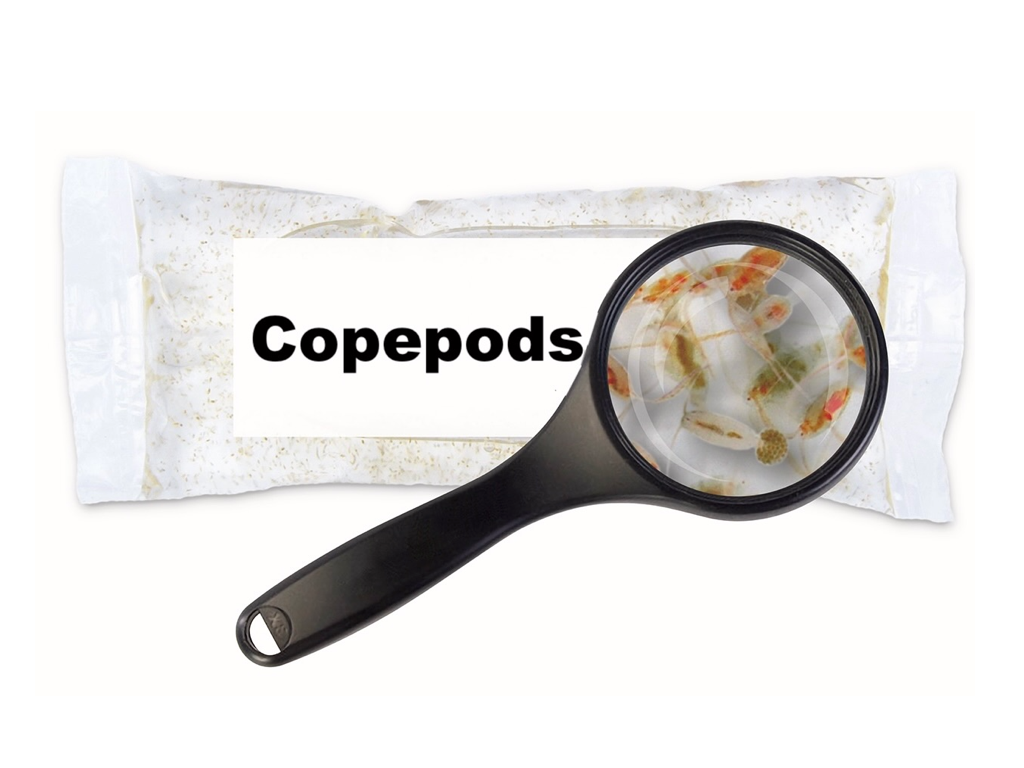 Živé