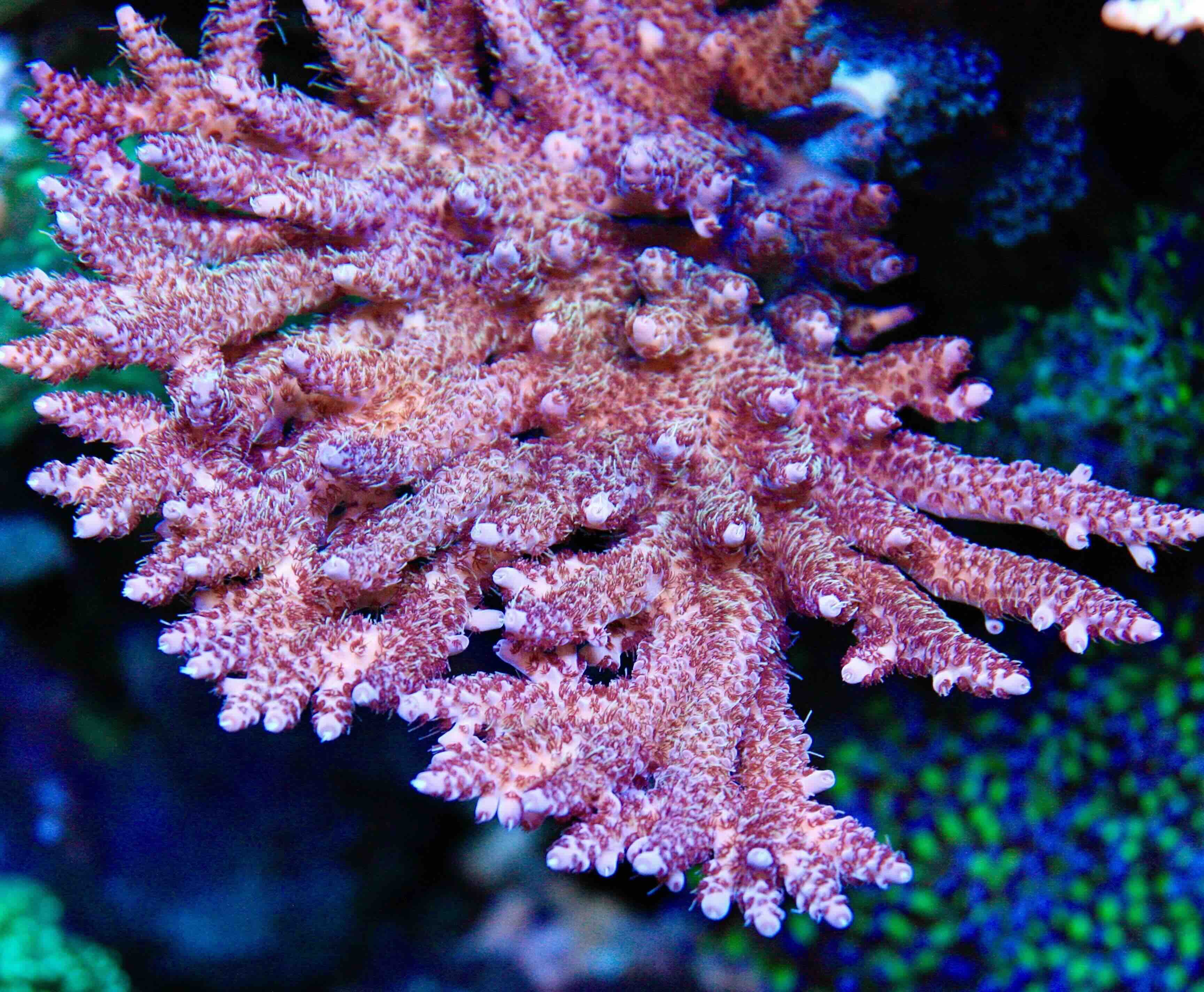 SPS