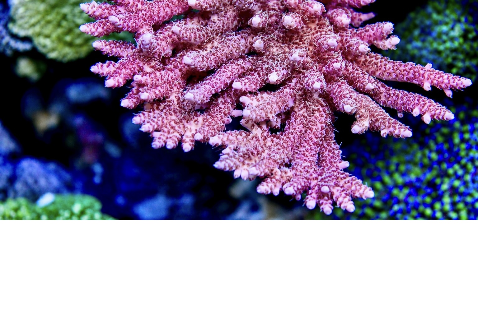 SPS