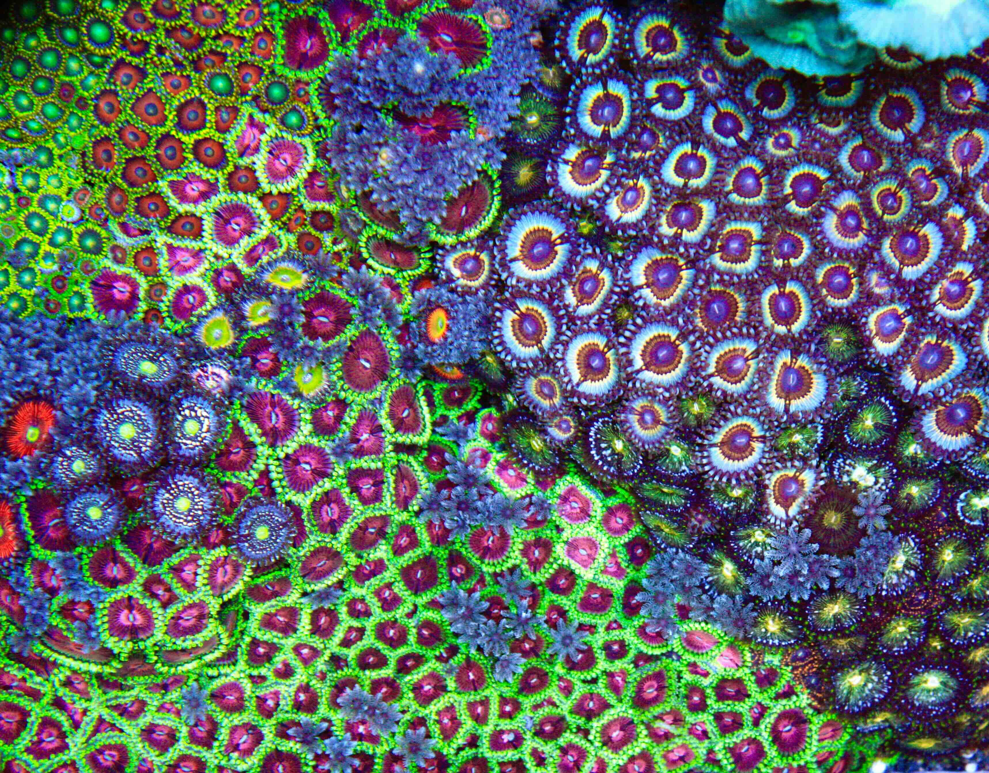 Zoanthus