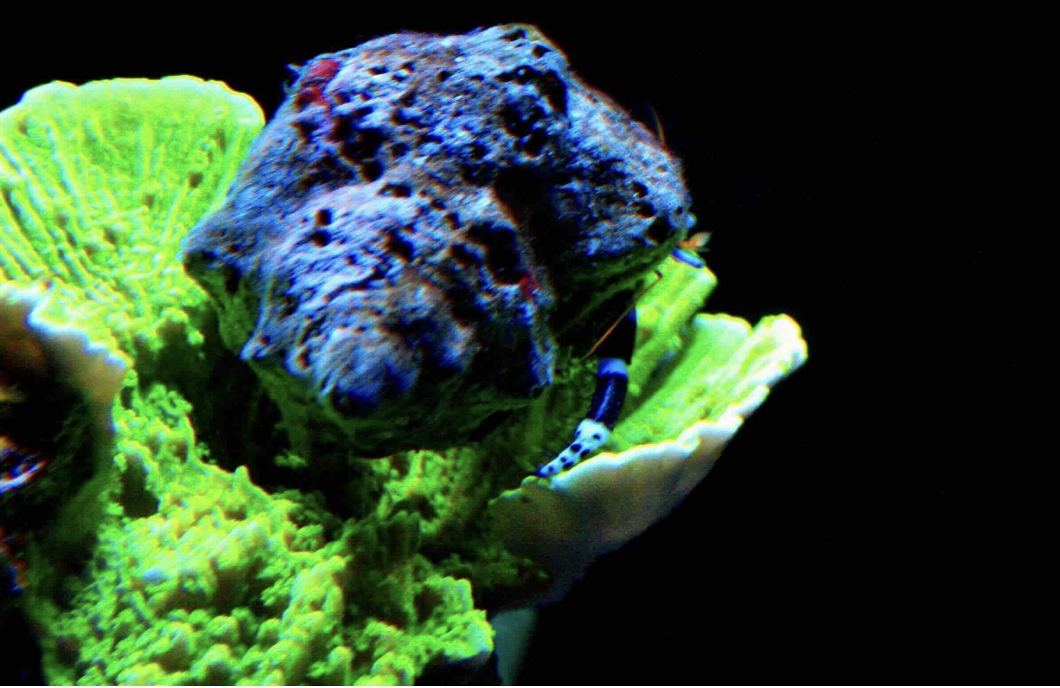 Poustevníci