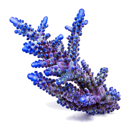 SPS