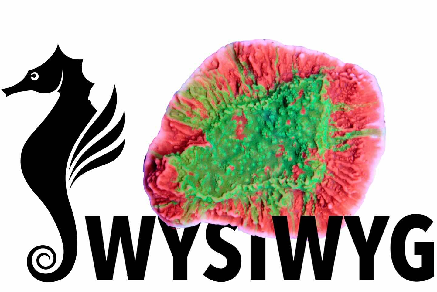 Acropora Coral Sea (S/M), WYSIWYG018.75 - energetický štítek