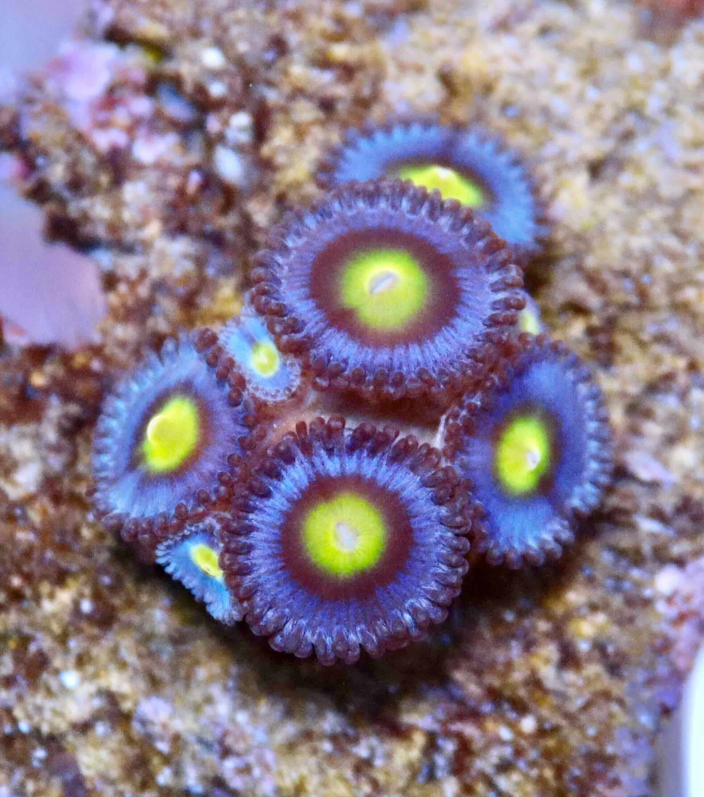 Zoanthus AOI
