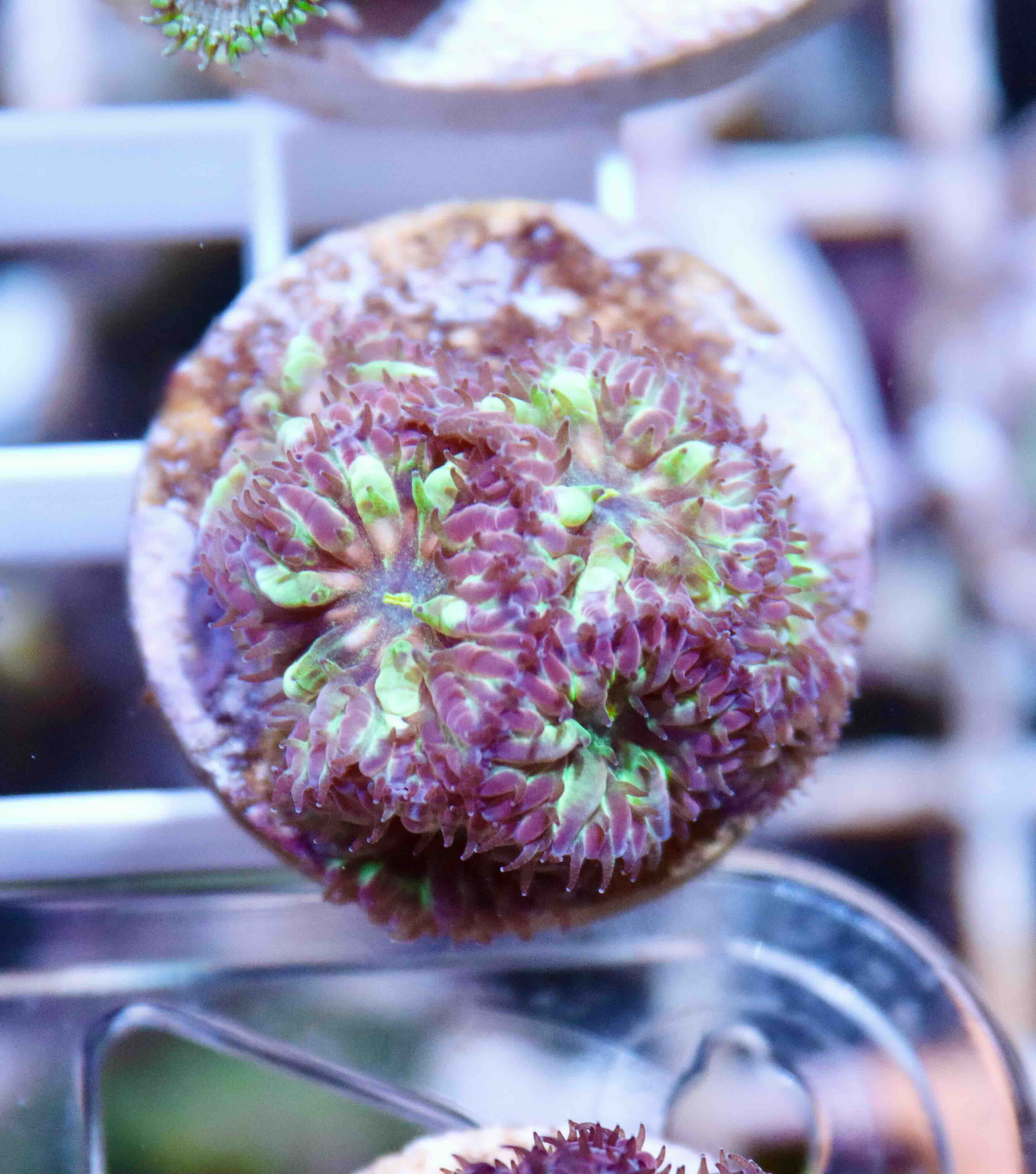 Blastomussa merletti "Frozen Eclipse" (S/M), WYSIWYG65.1