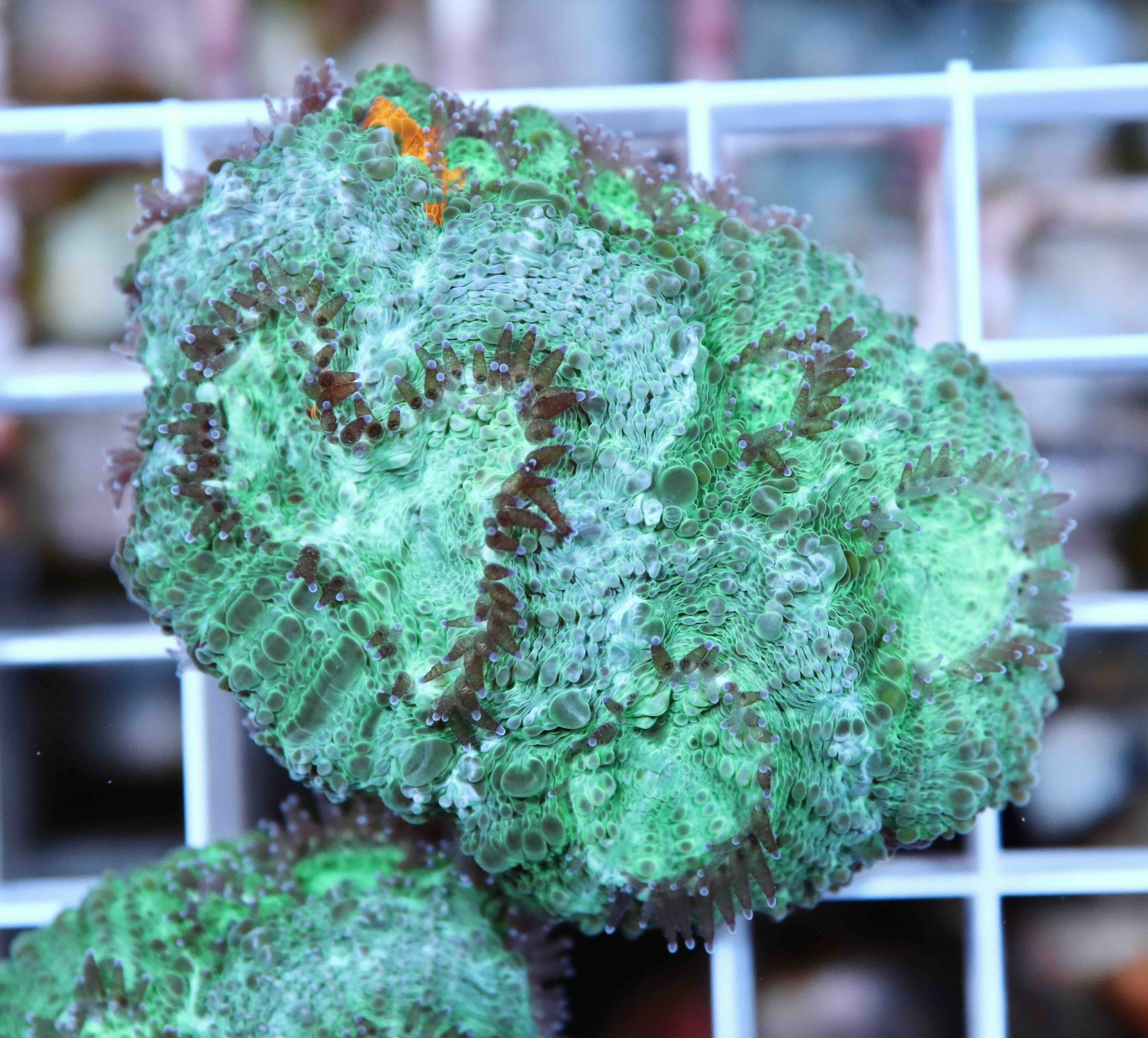 Acanthastrea echinata Blue/Orange (M/L)