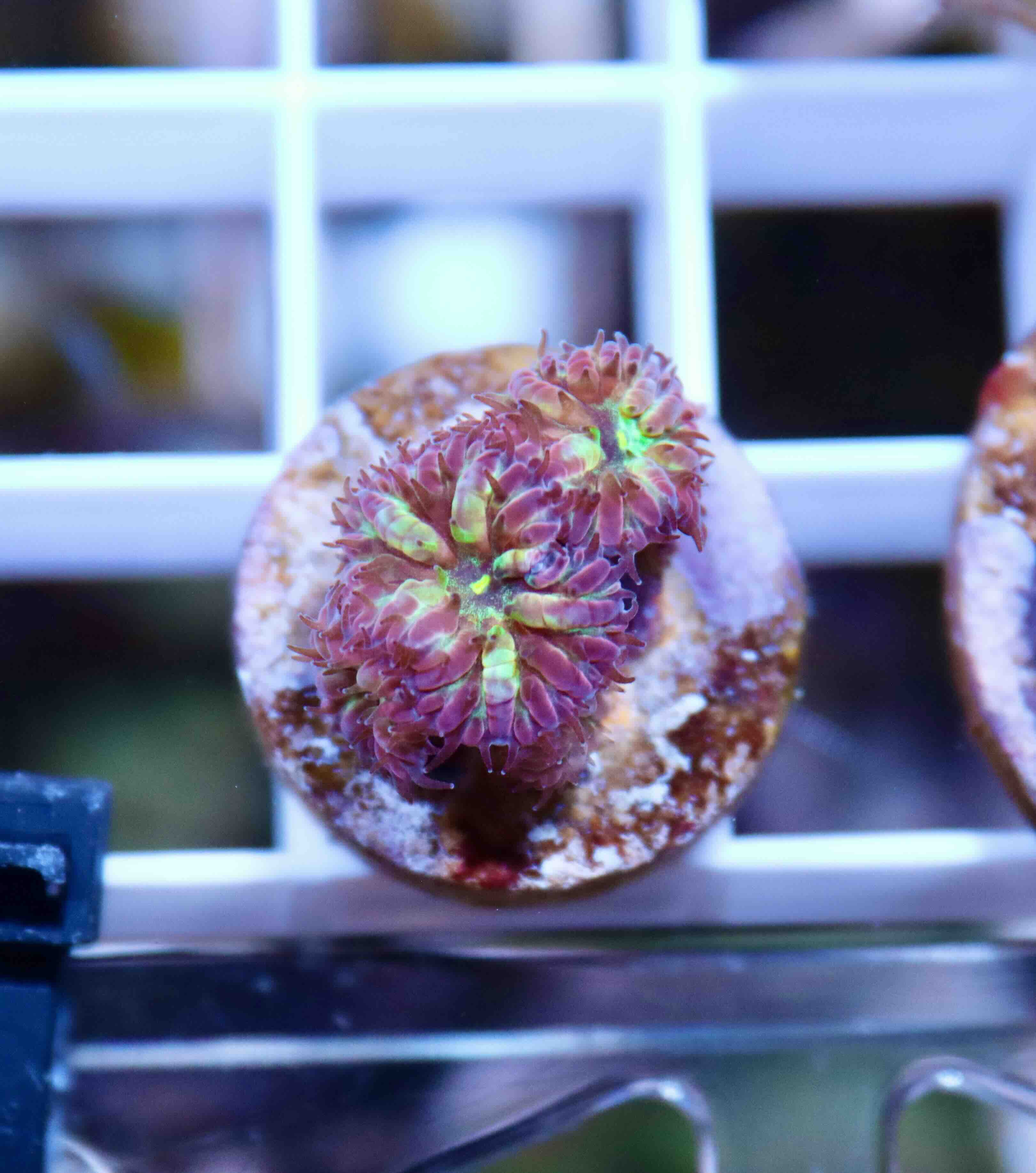 Blastomussa merletti "Frozen Eclipse" (S), WYSIWYG65.2