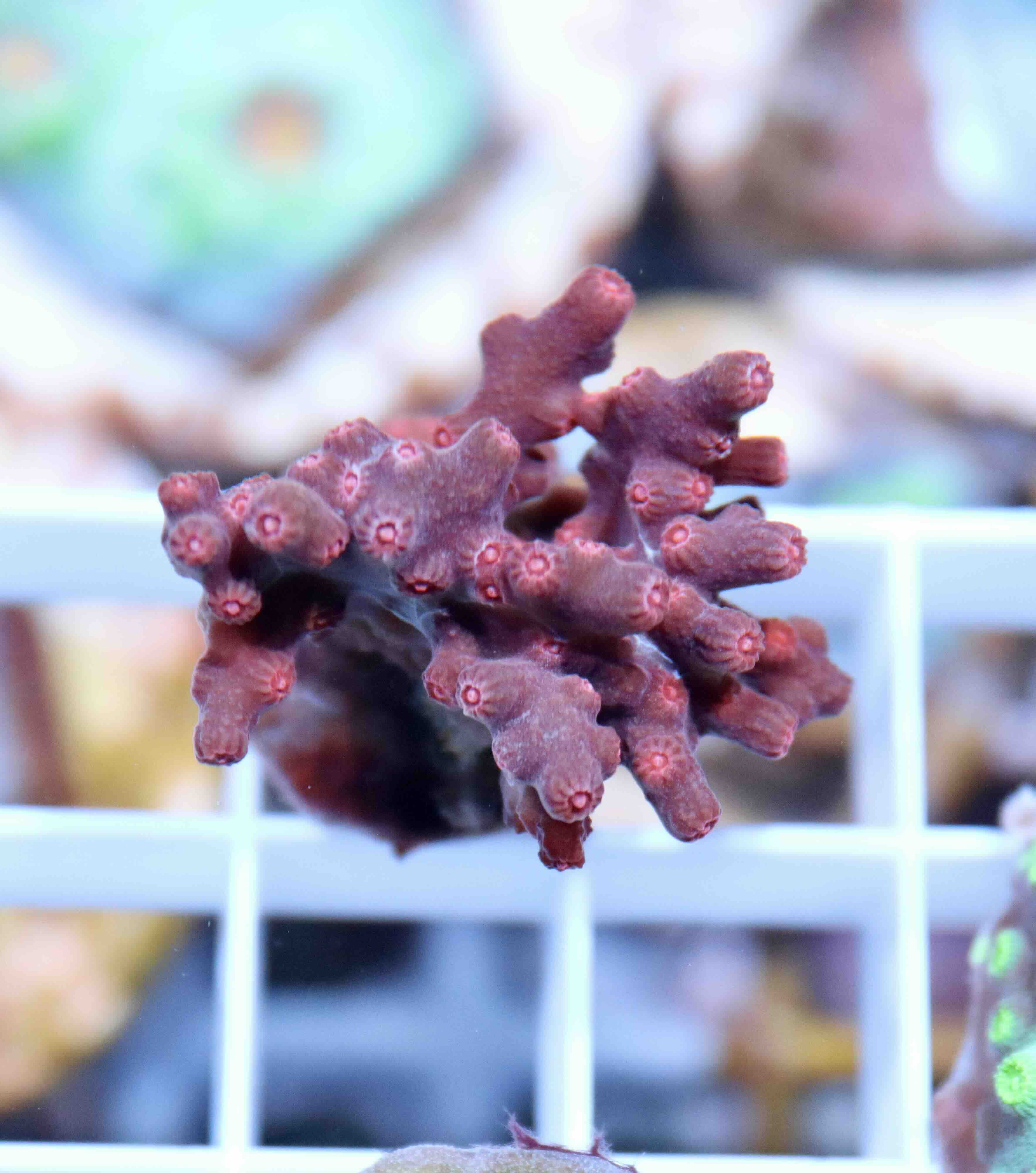Cyphastrea decadia (M)