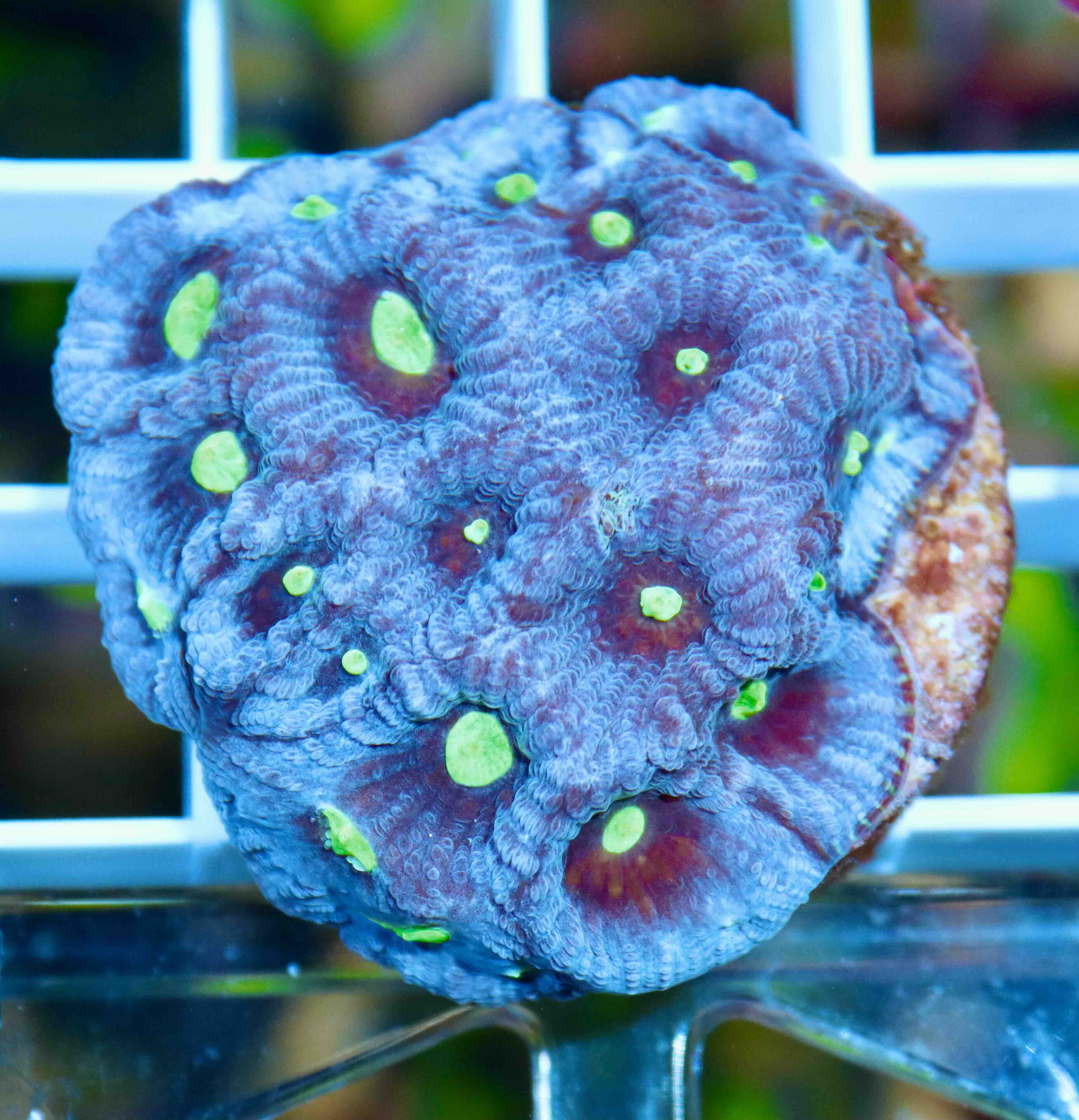 Favites pentagona Ultra (M)