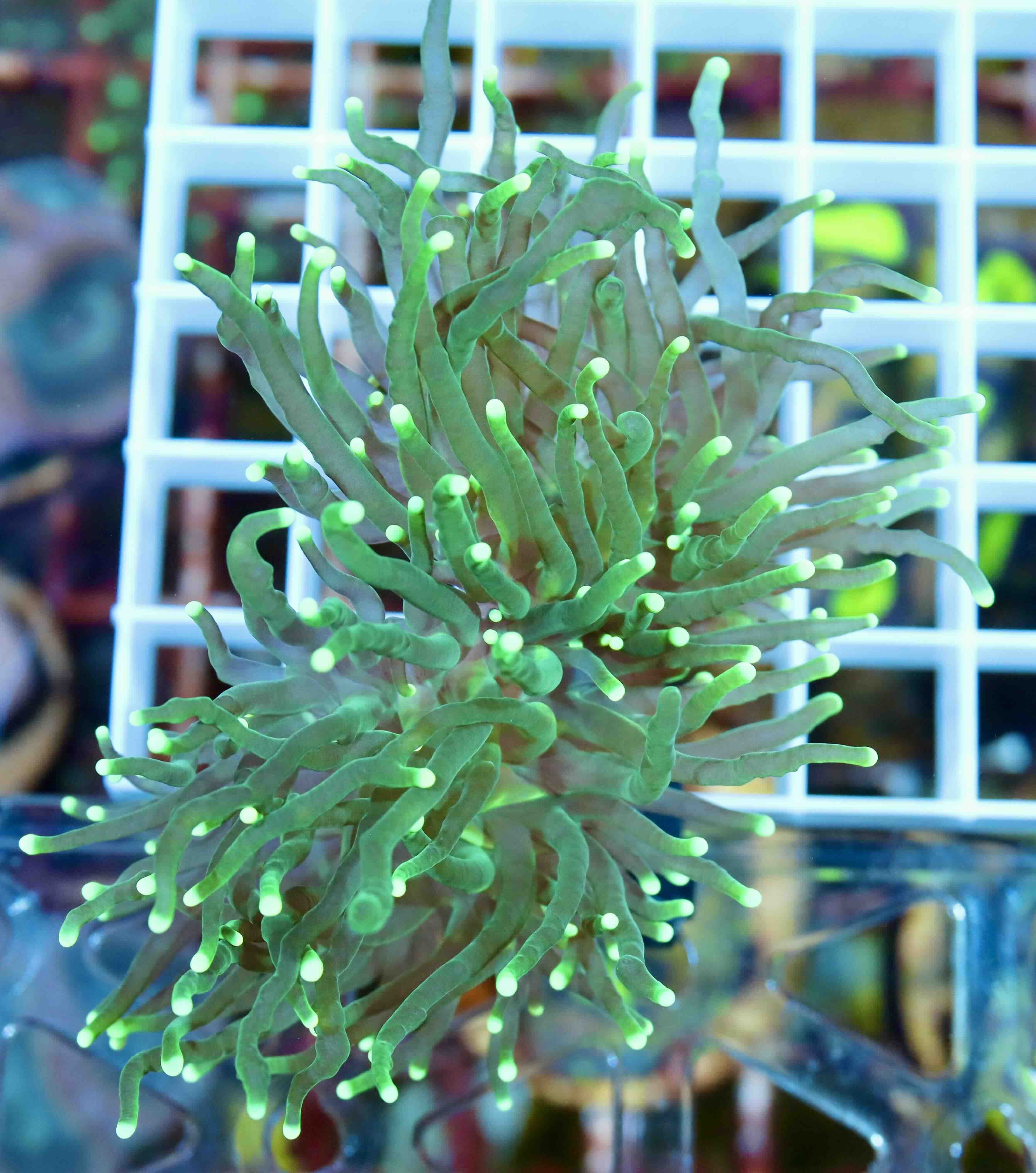 Euphyllia Glabrescens Green (2 hlavy)