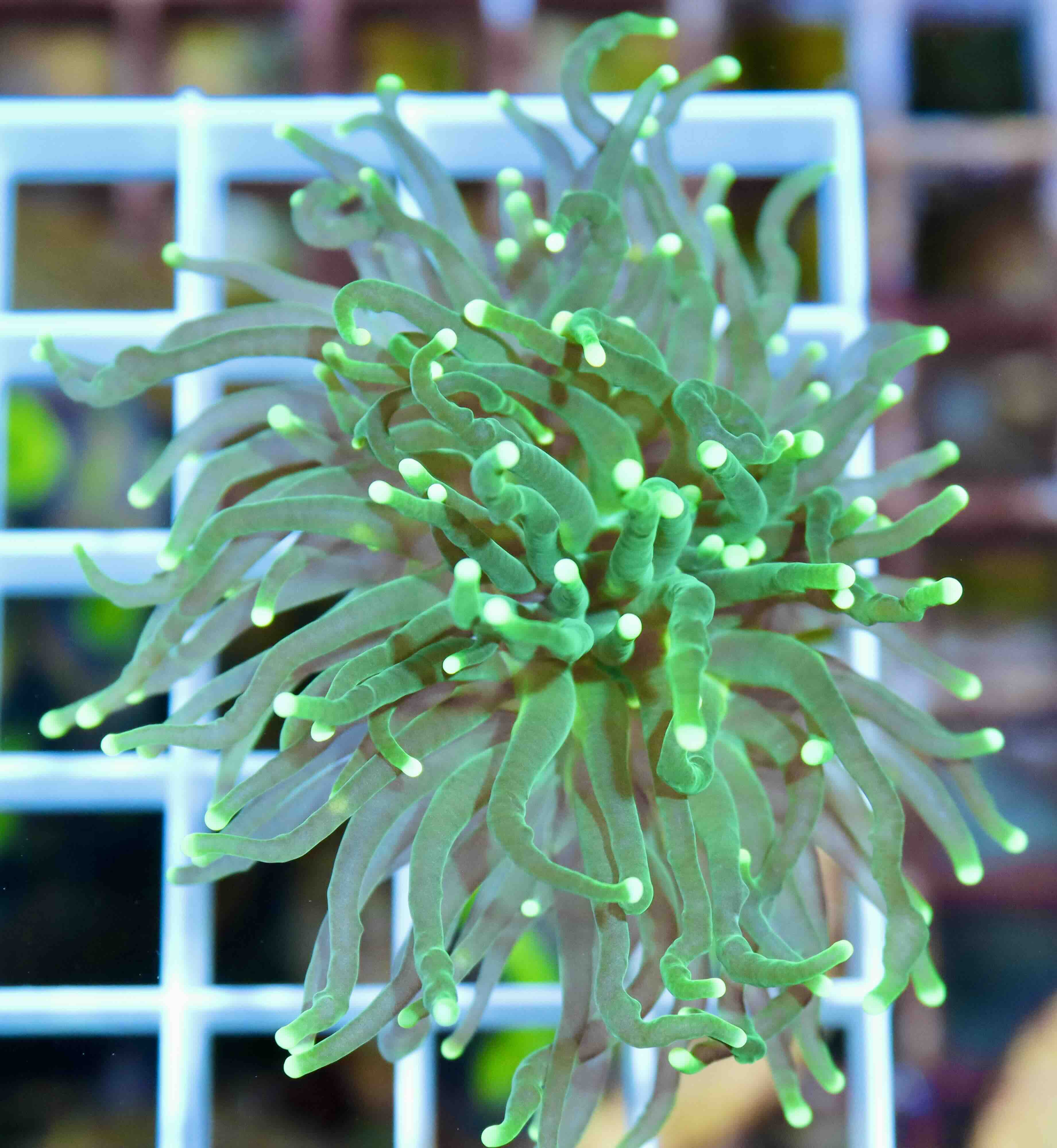 Euphyllia Glabrescens Green (1 hlava)