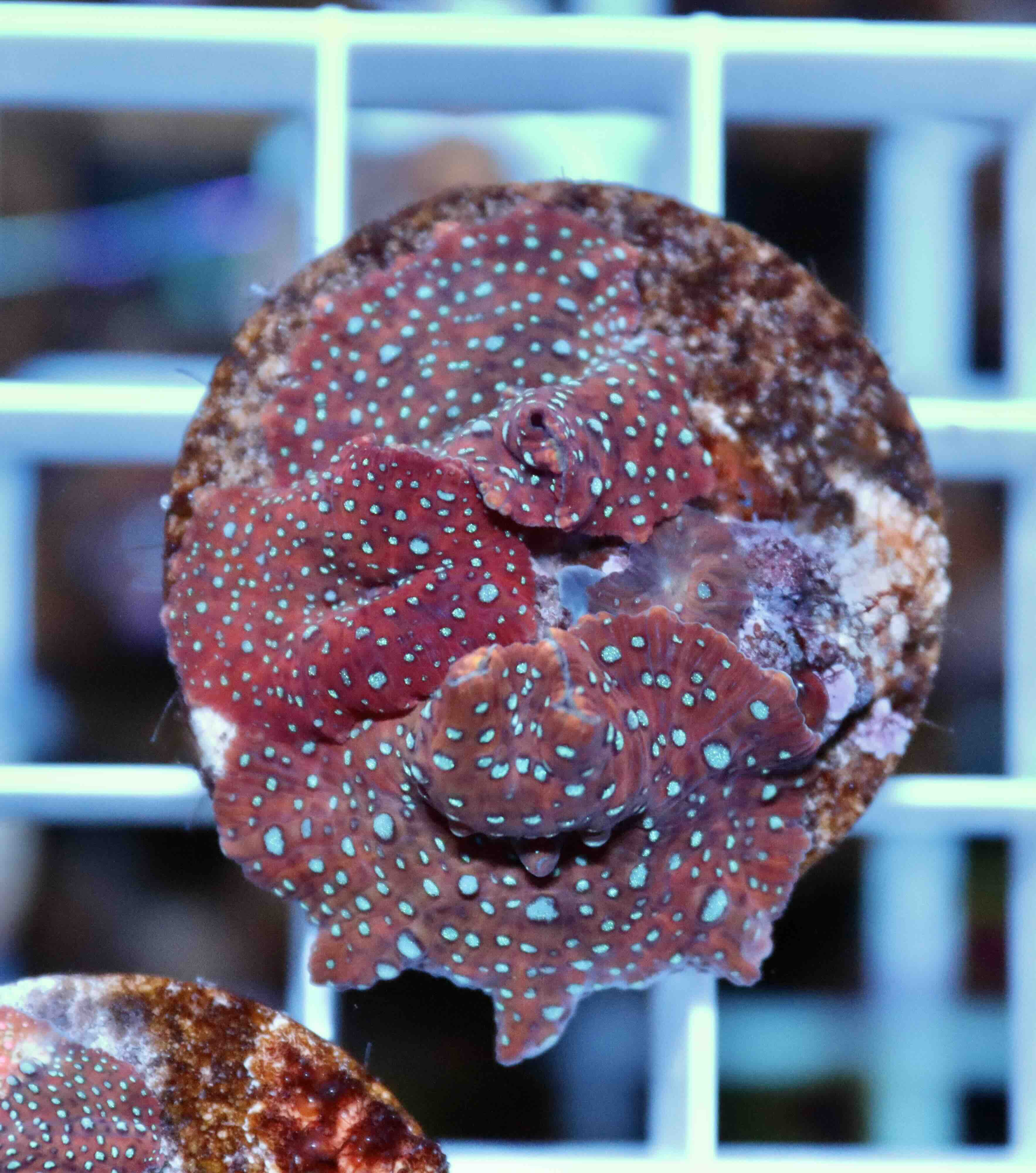 Discosoma Red + Blue Dots (2+ polypy)
