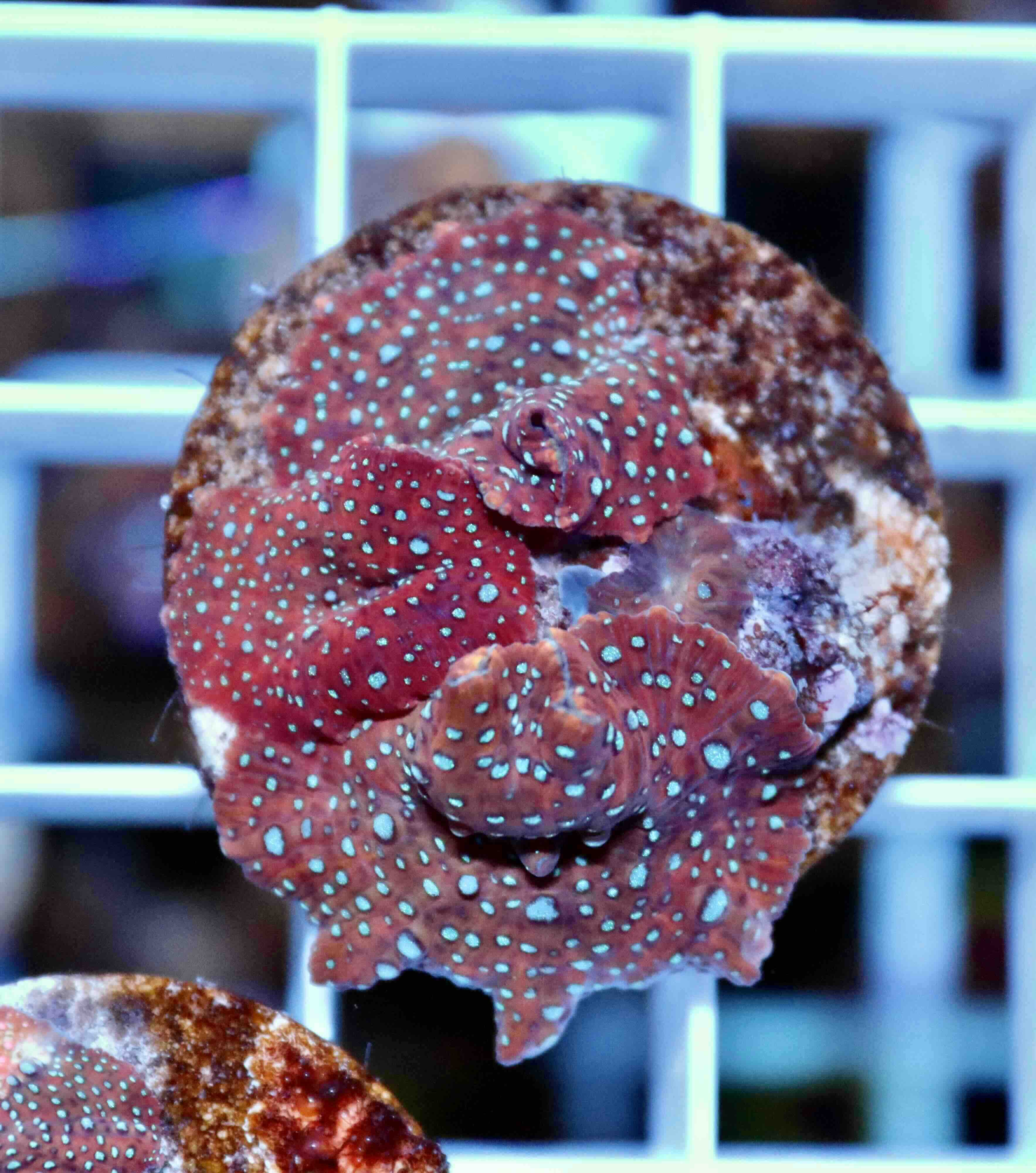 Discosoma Red + Blue Dots (2+ polypy)