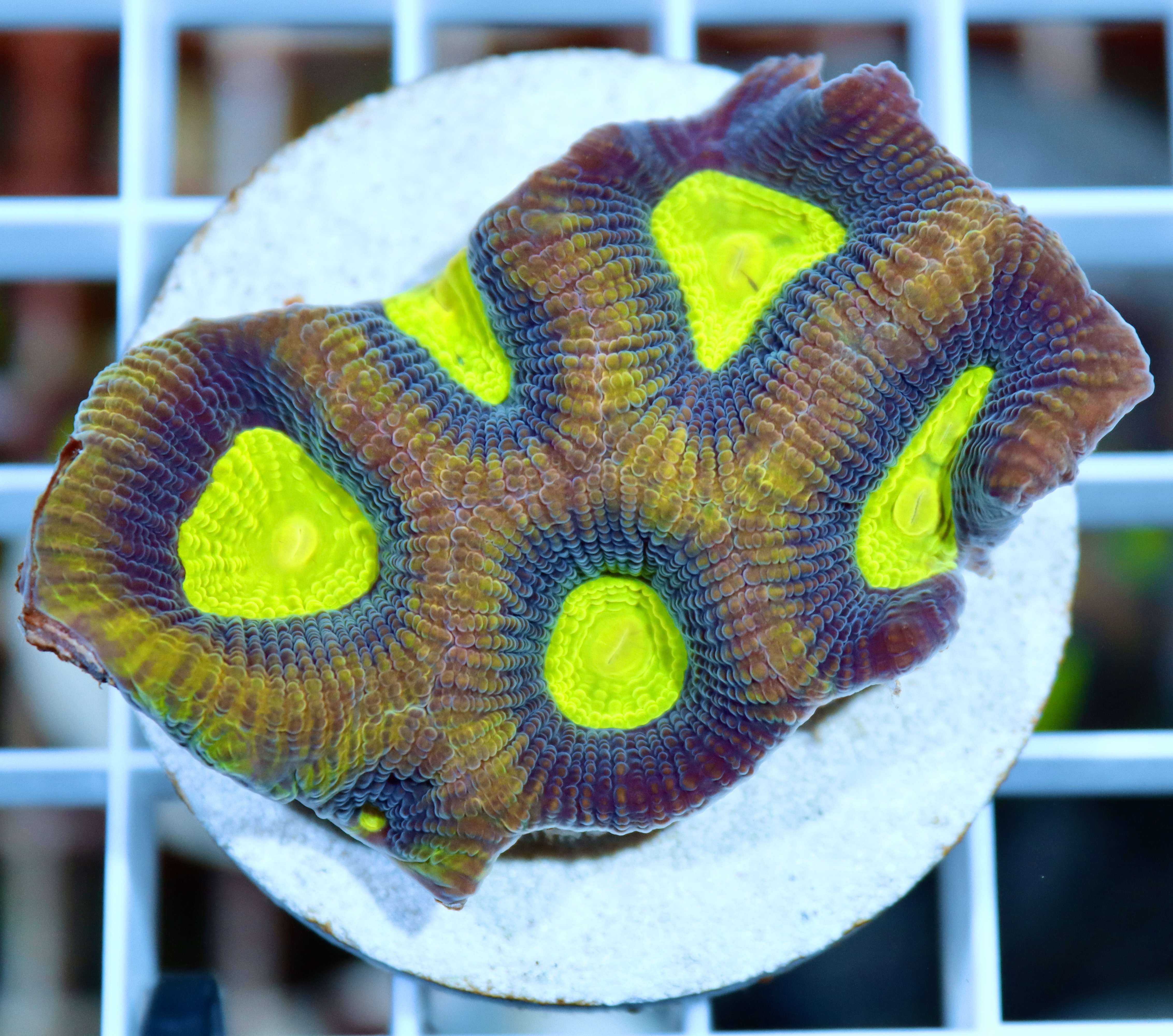Favites complanata Dragon Soul (M/L)
