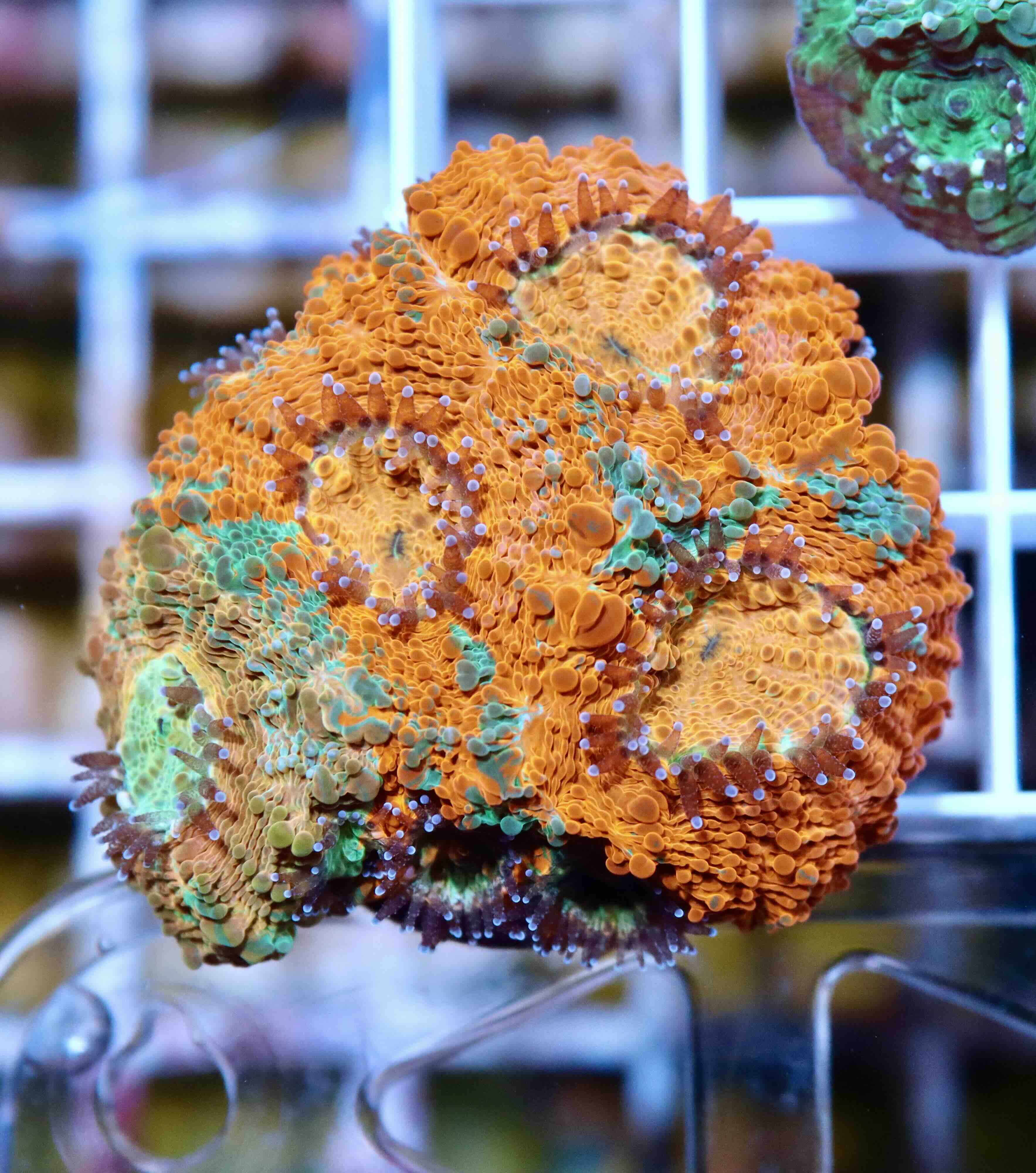 Acanthastrea echinata Ultra (M)