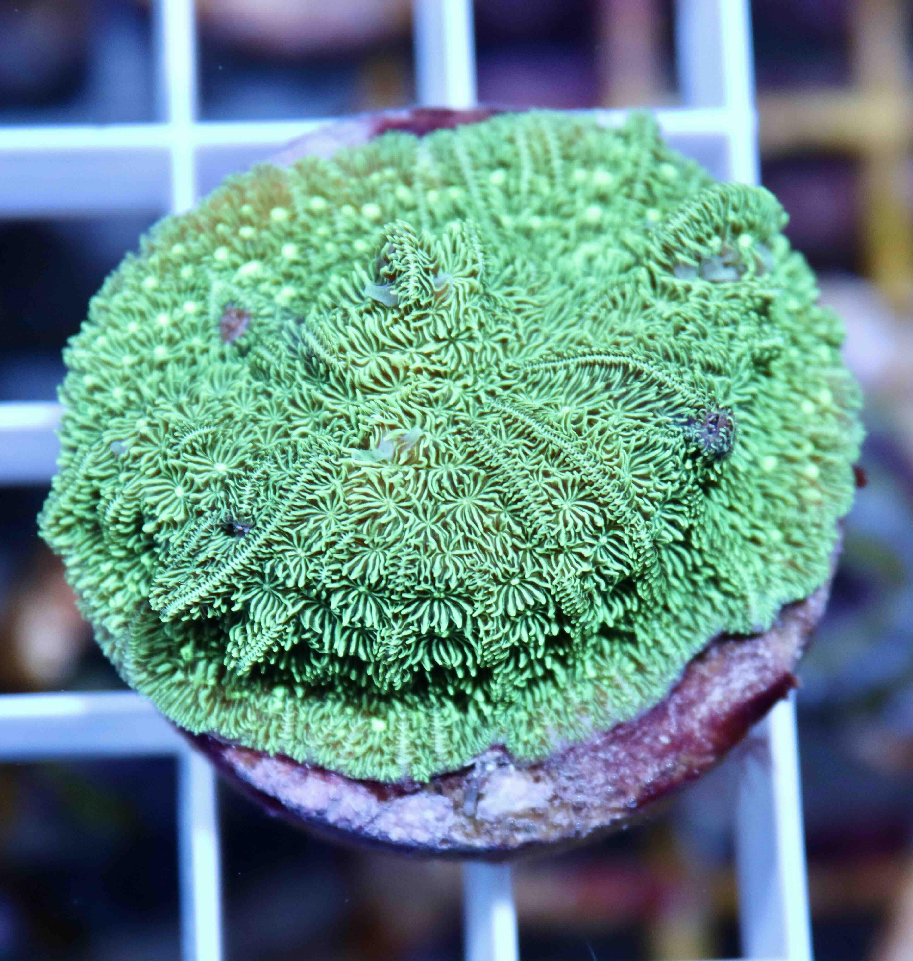 Pavona cactus green (M)
