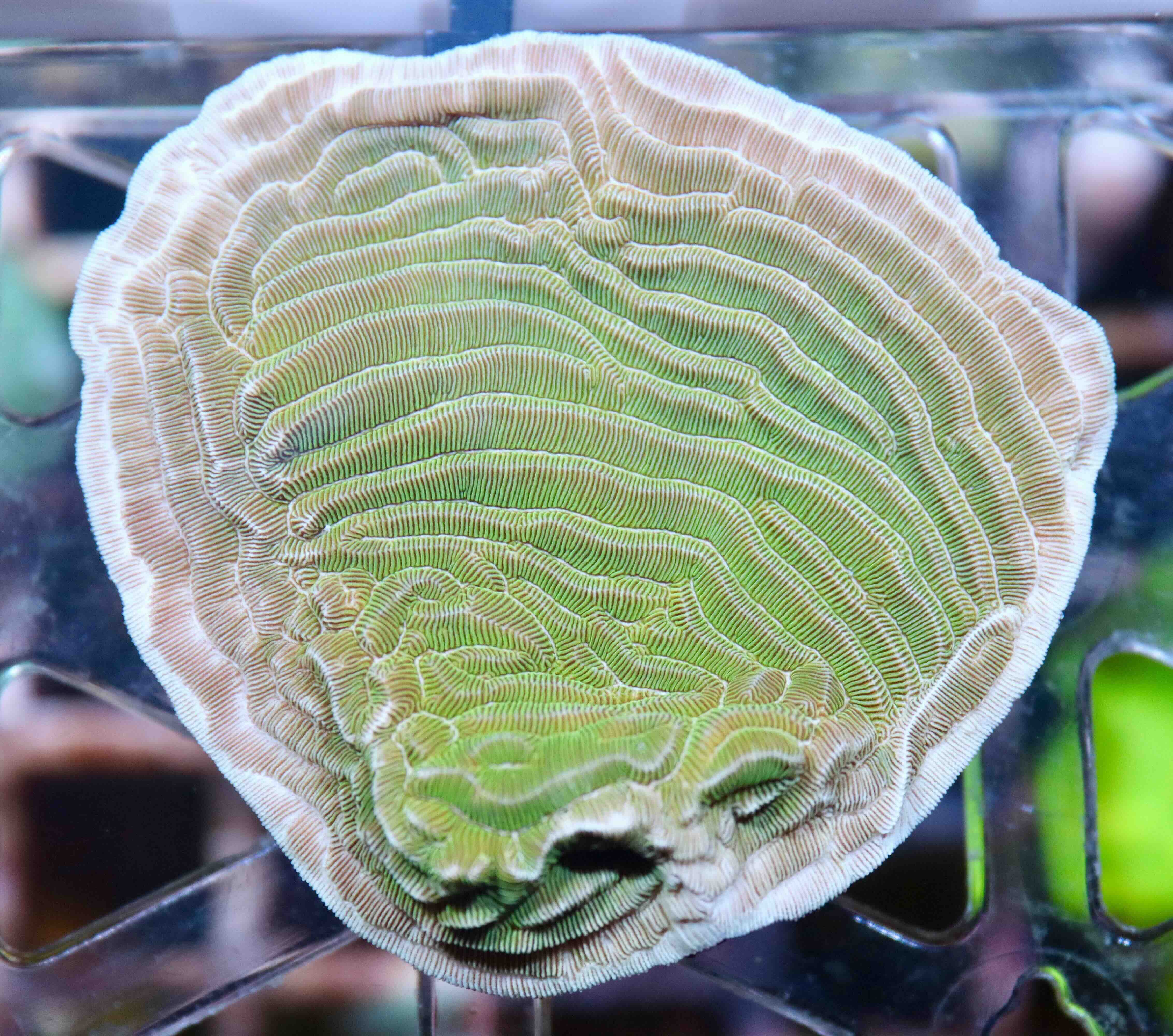 Pachyseris gemmae (M/L)