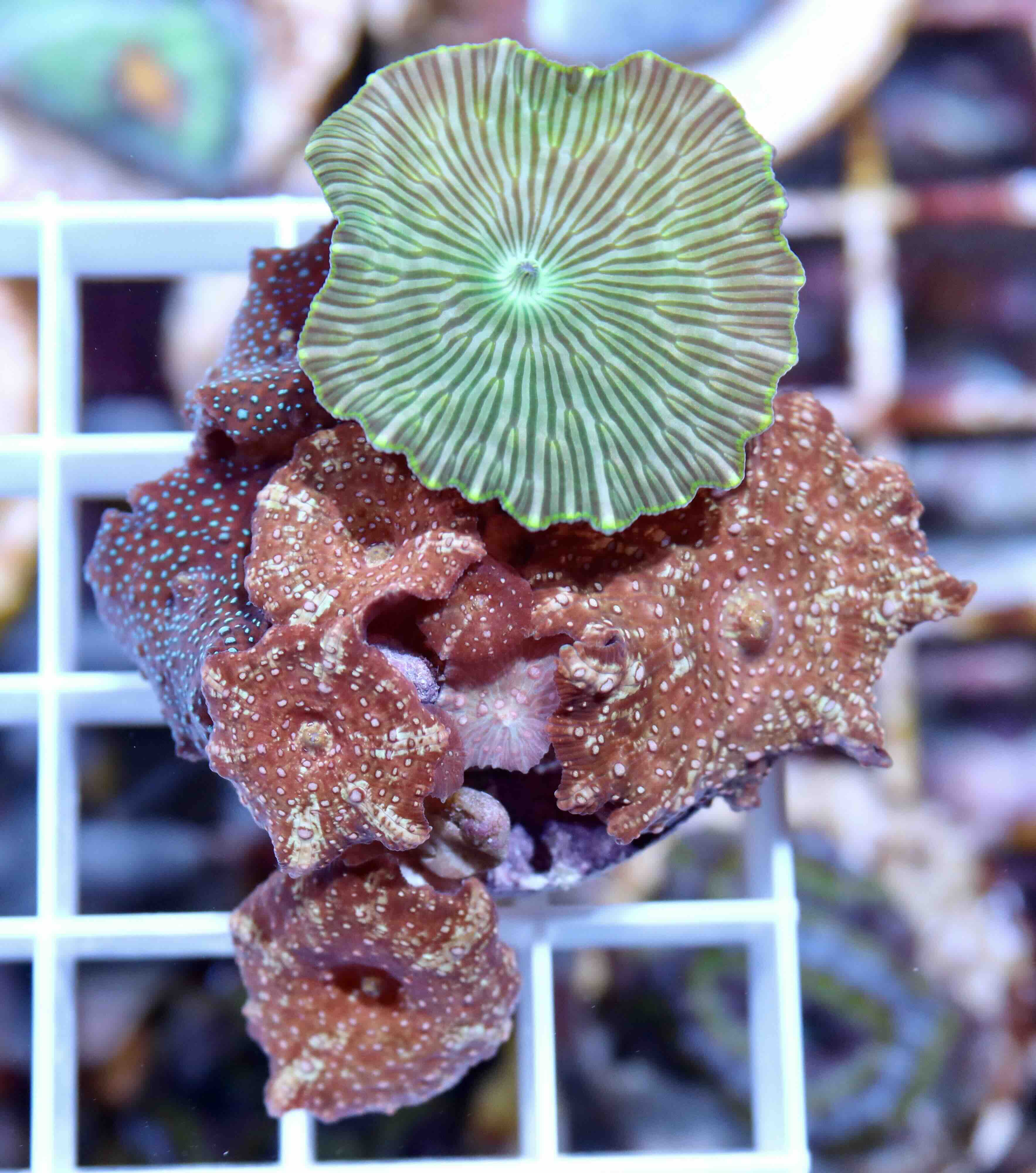 Discosoma Mix (3 druhy), WYSIWYG122