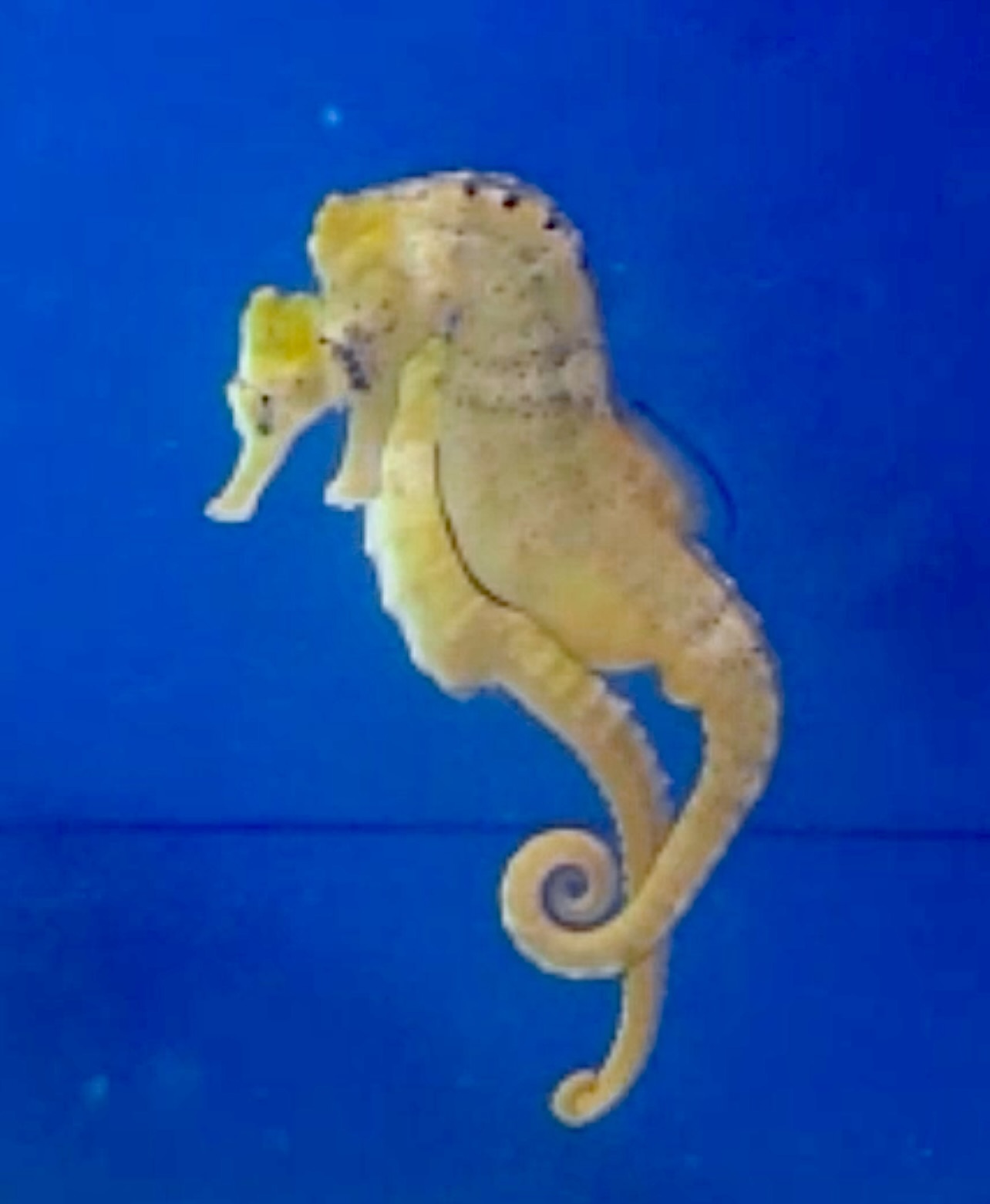Hippocampus Reidi - chovný pár