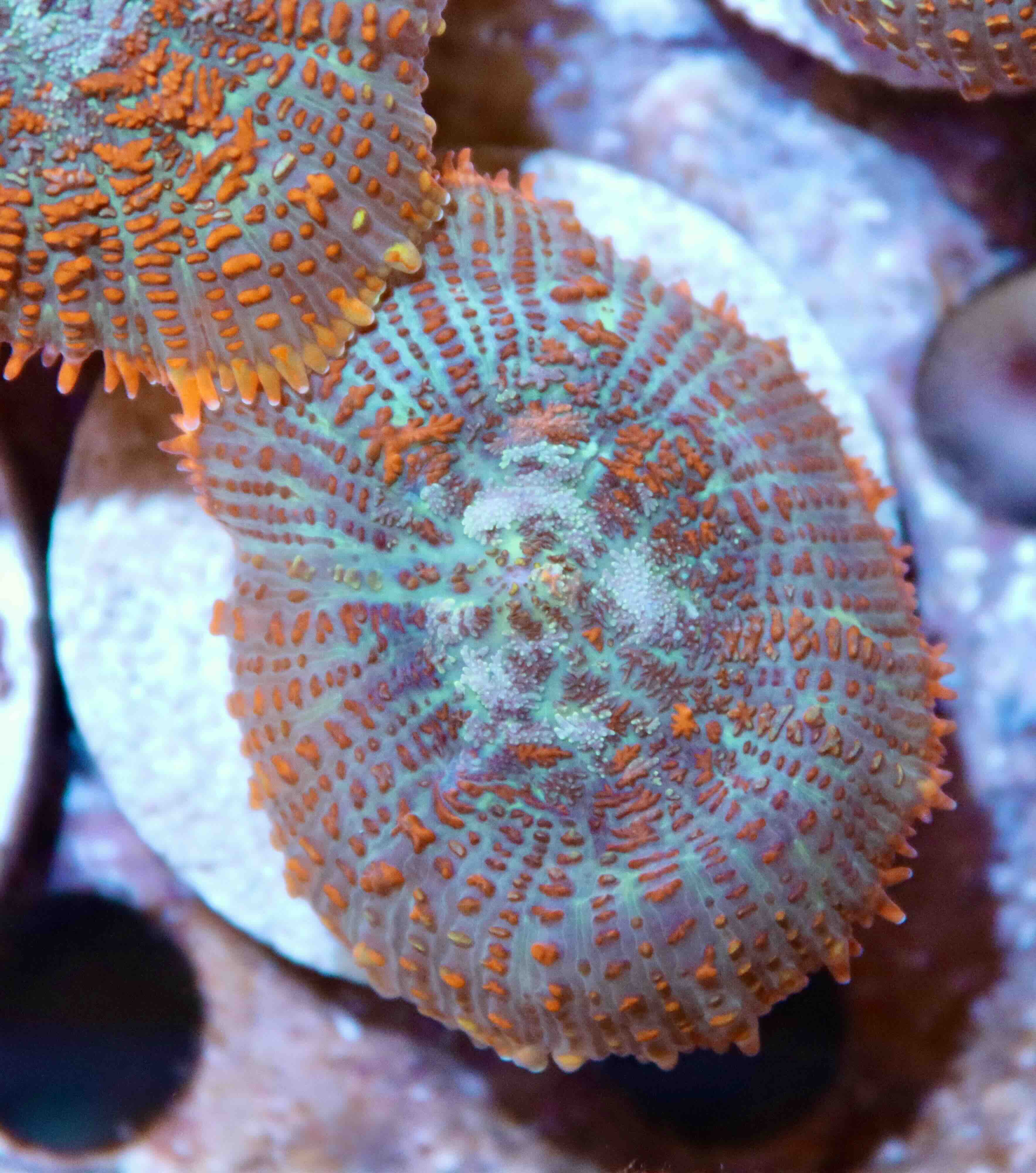 Rhodactis inchoata Ultra Orange (1 polyp), WYSIWYG17,2