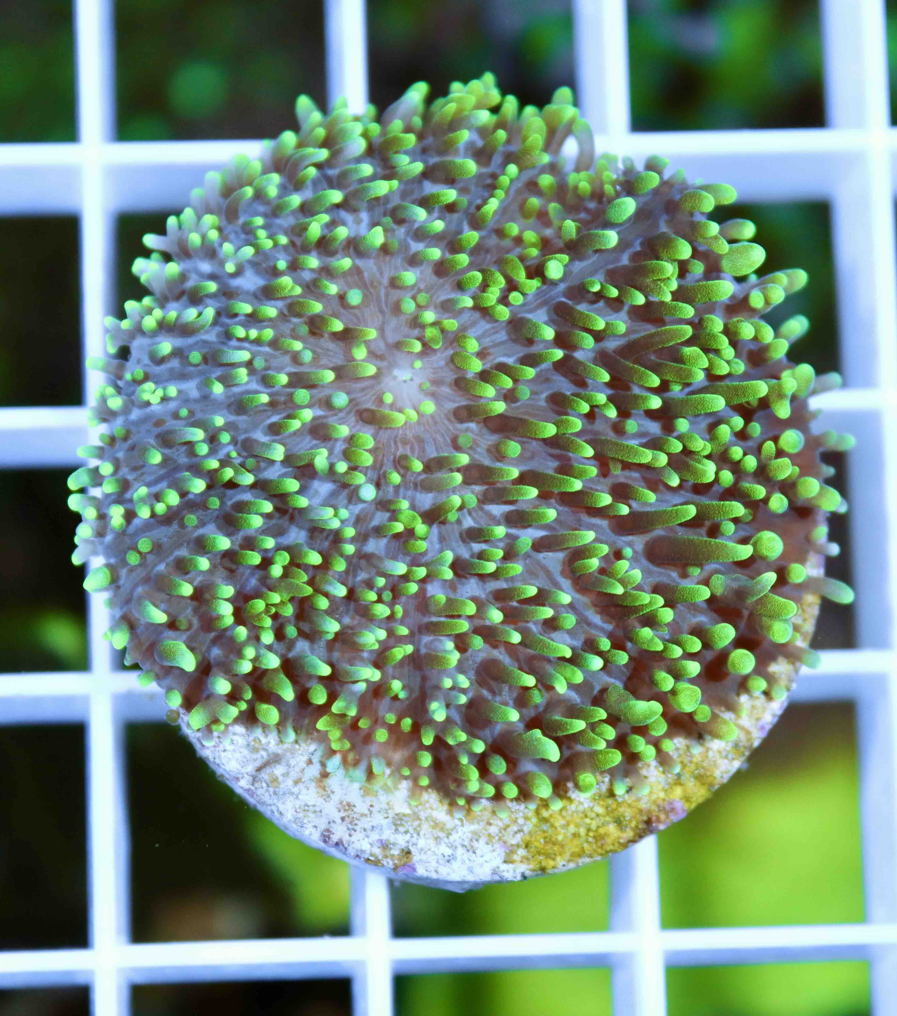 Rhodactis indosinensis Green (M)