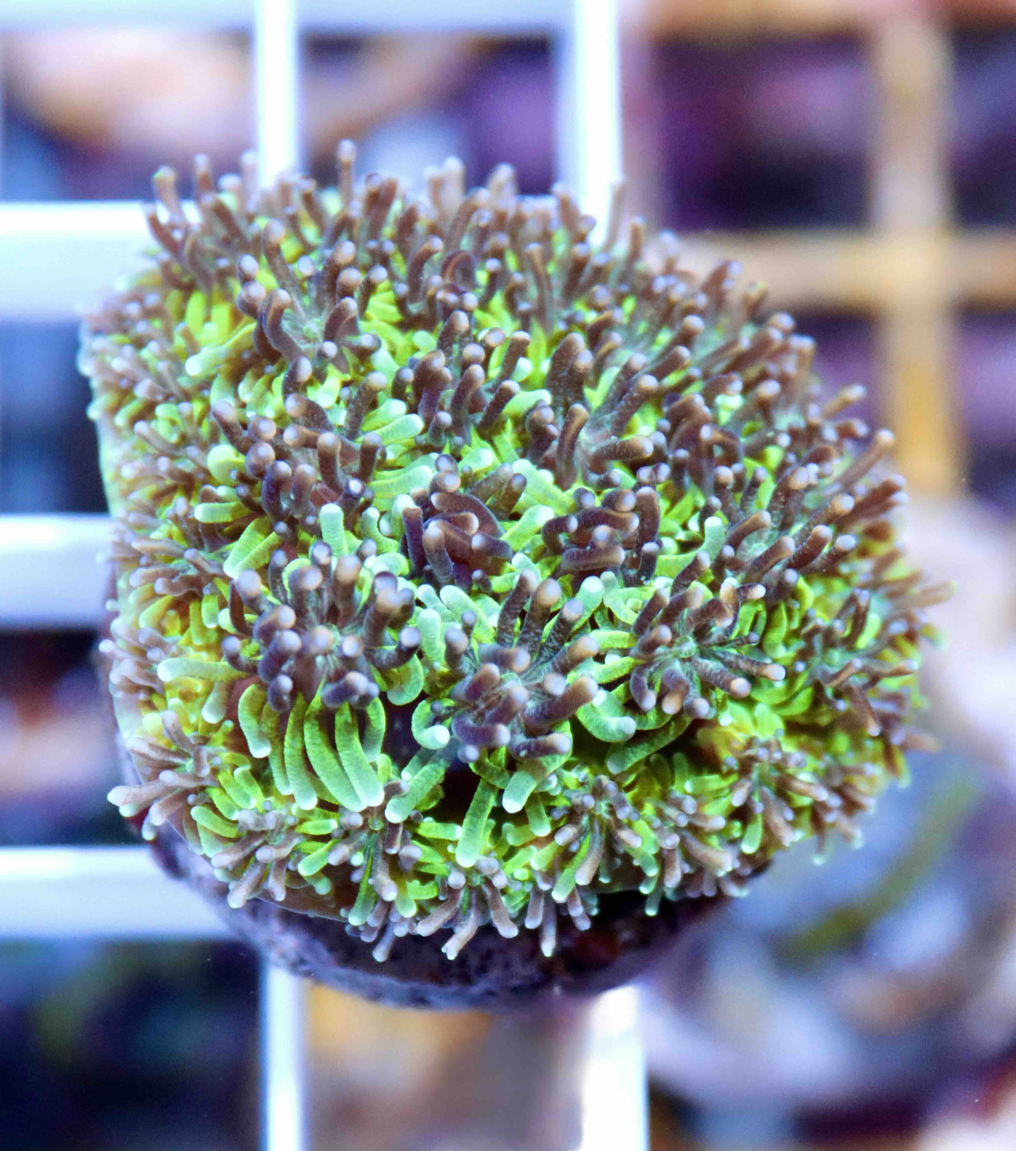 Galaxea Green/Gold (M)