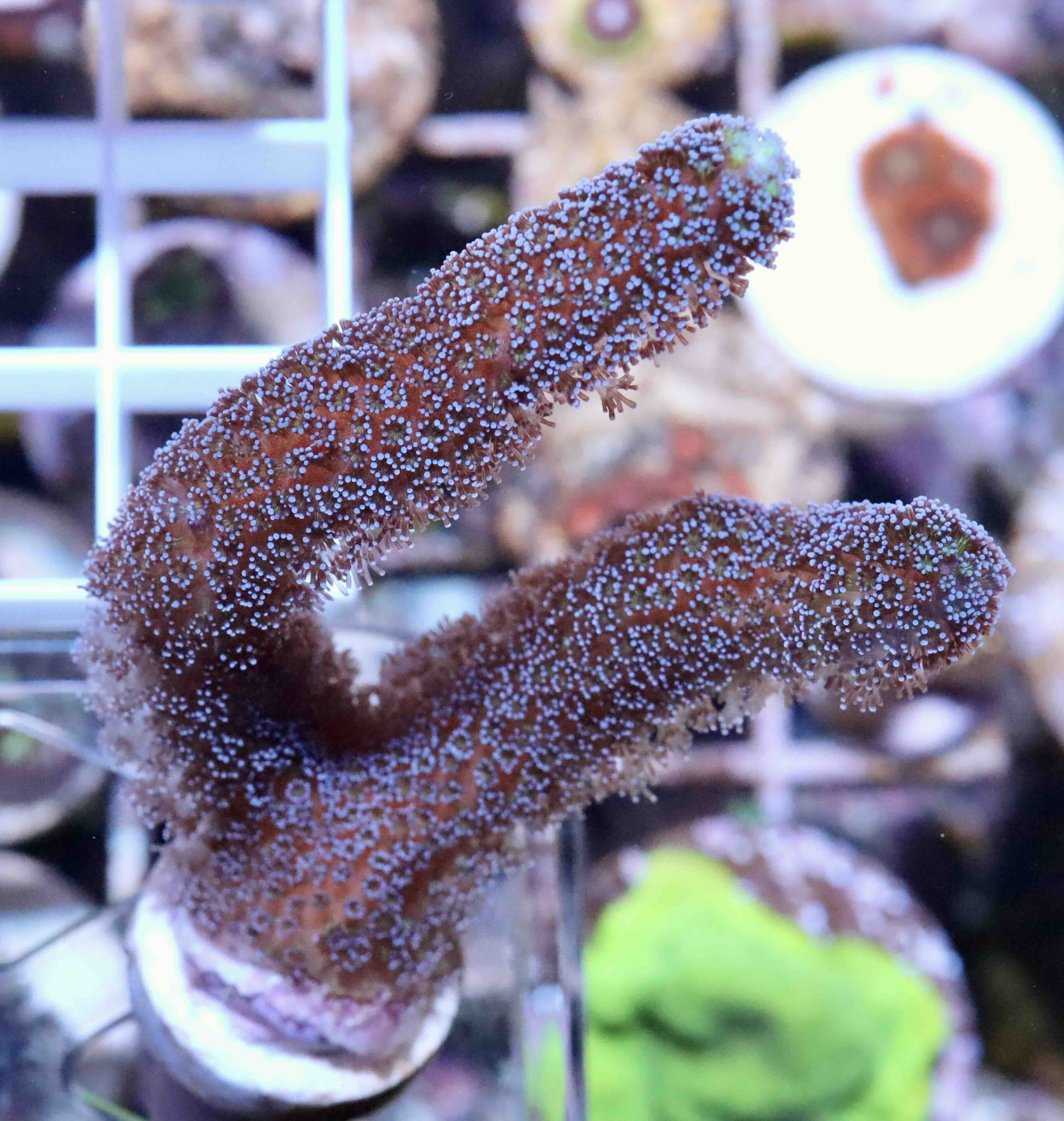 Stylophora Milka (M)
