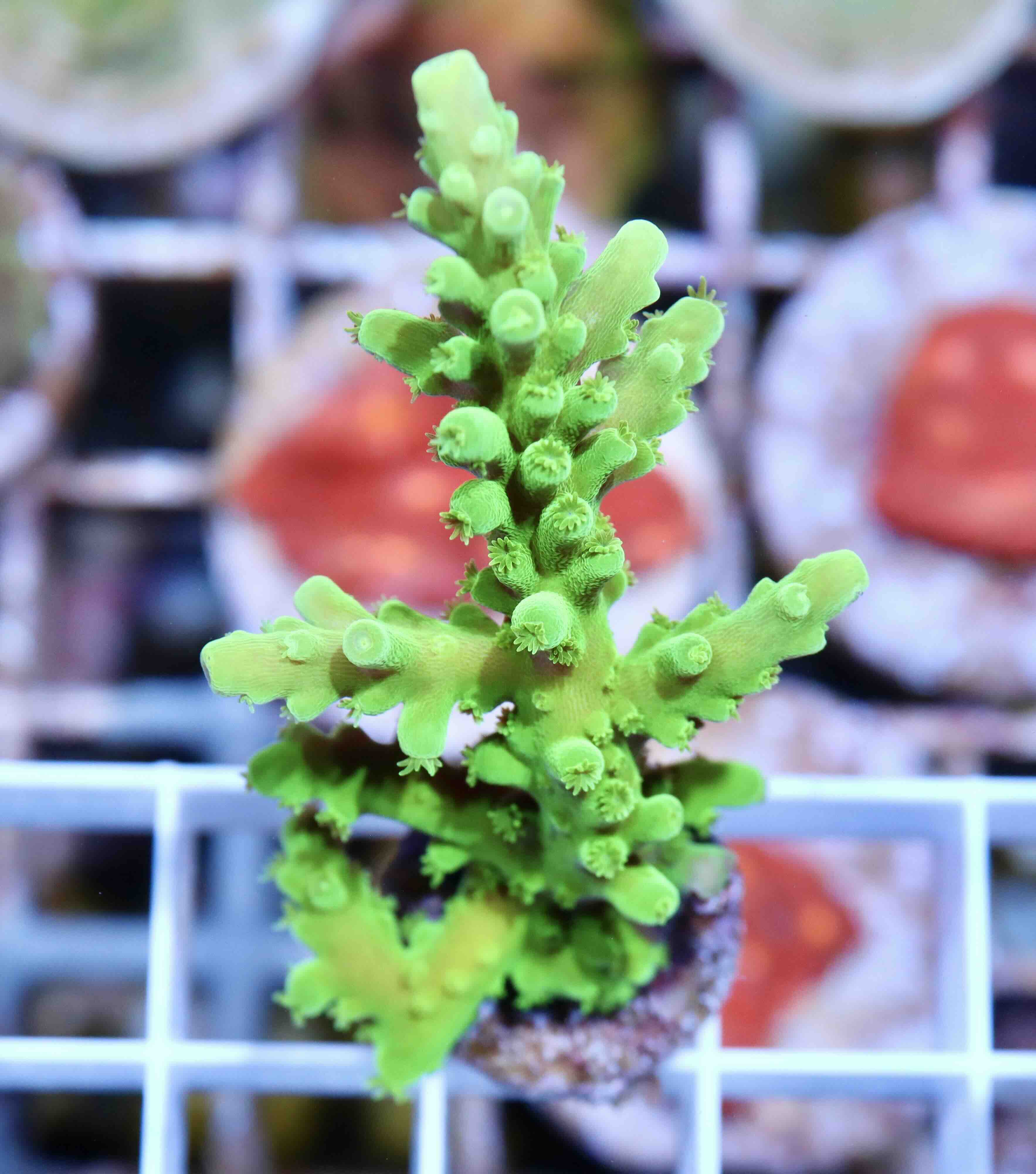 Acropora Frogskin (M)