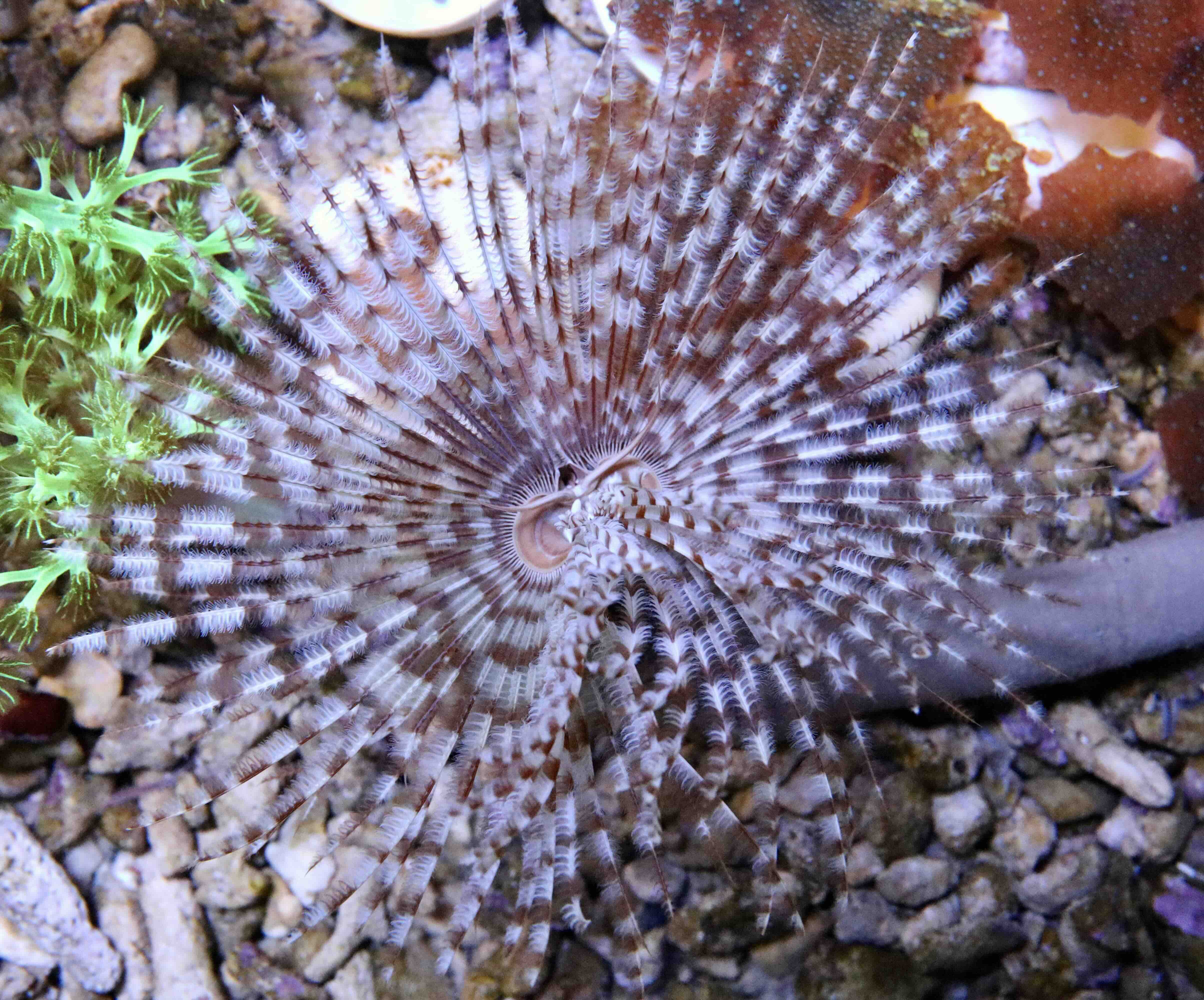 Sabellastarte indica