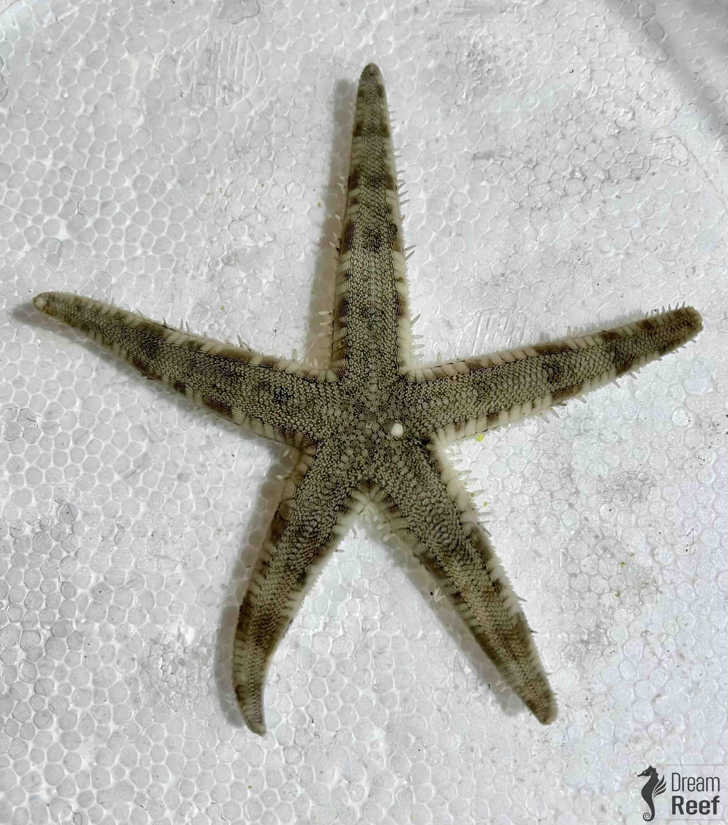 Archaster typicus