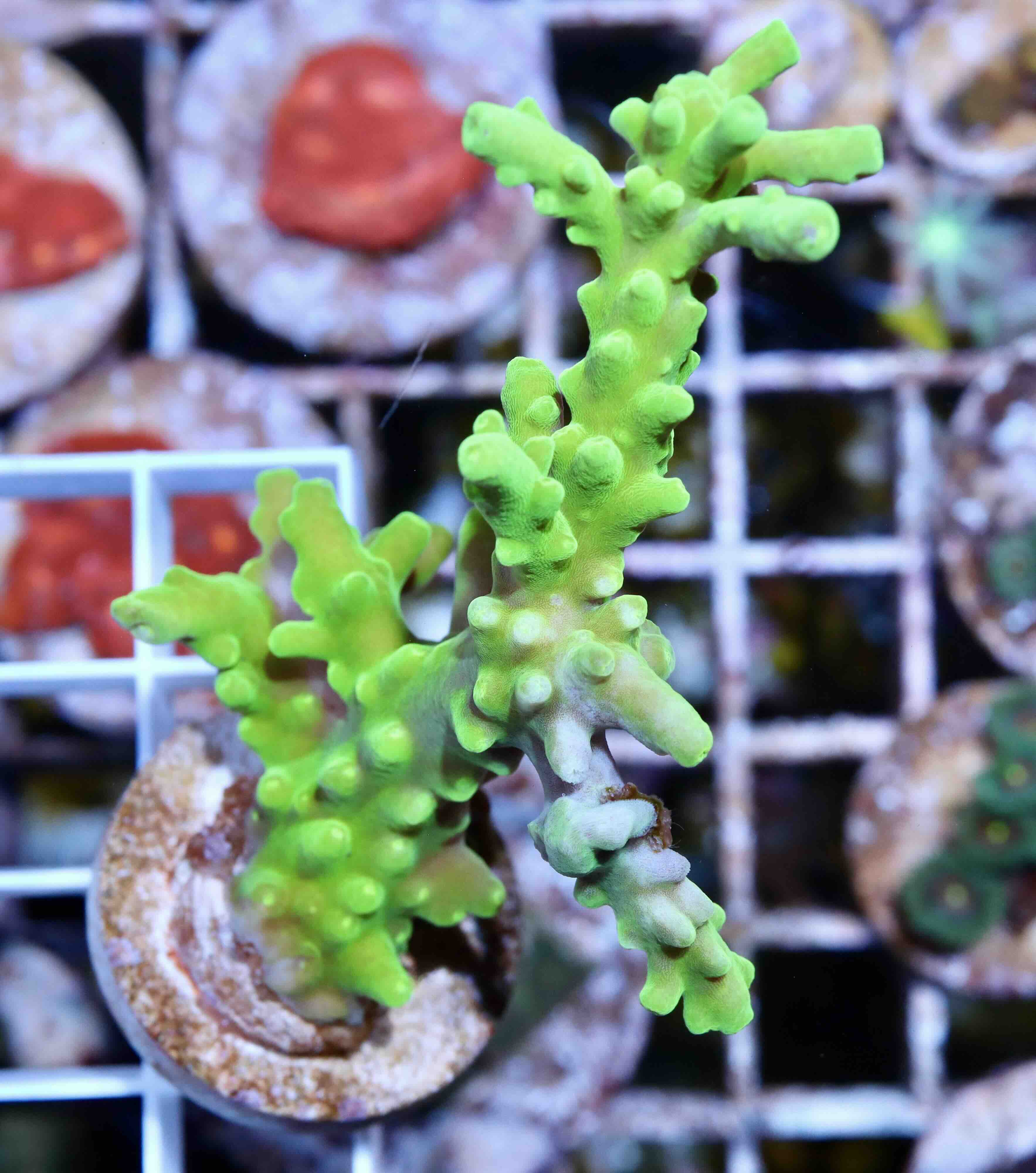 Acropora Frogskin (M), WYSIWYG018.4