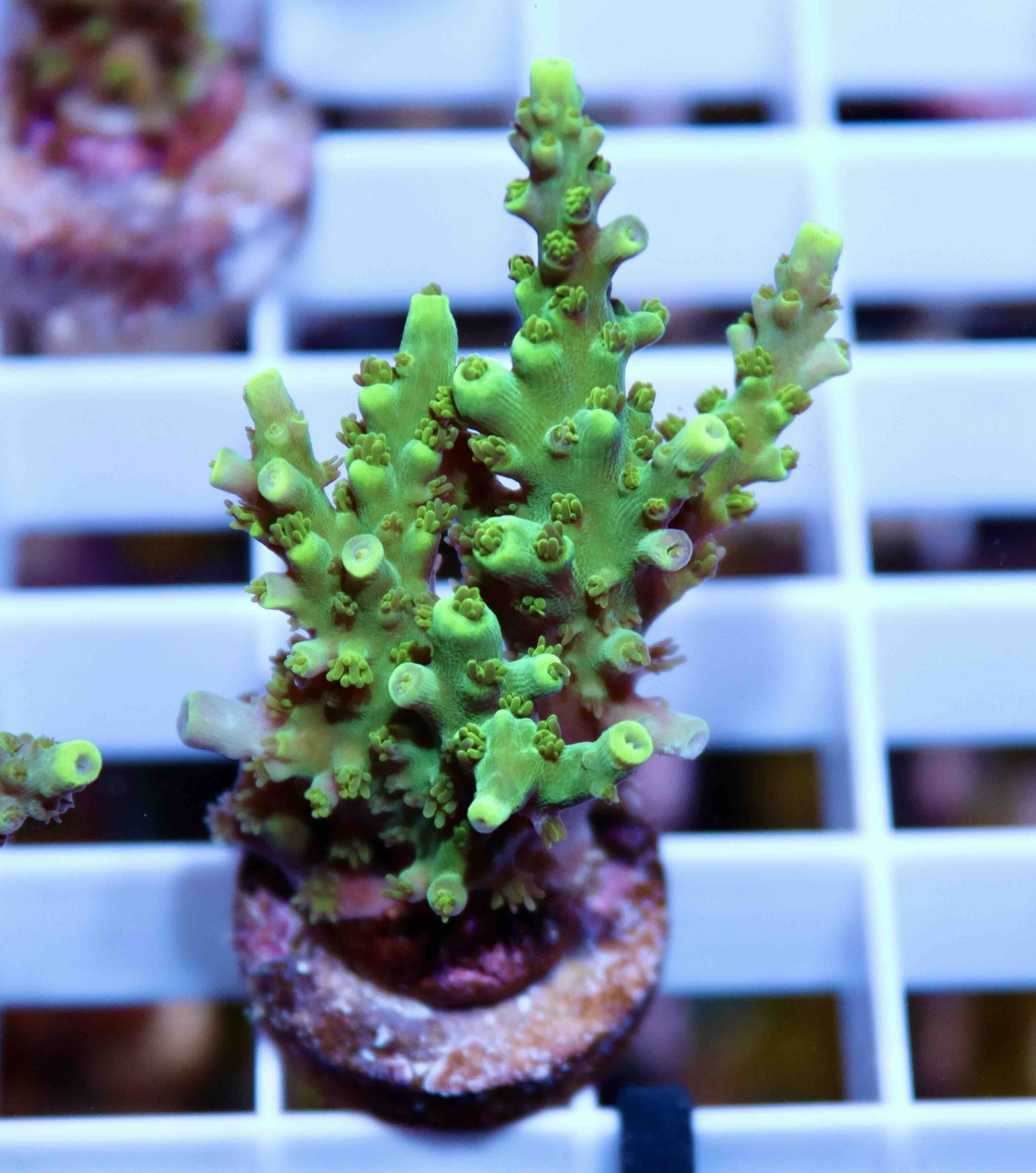 Acropora Coral Sea (S/M), WYSIWYG018.7