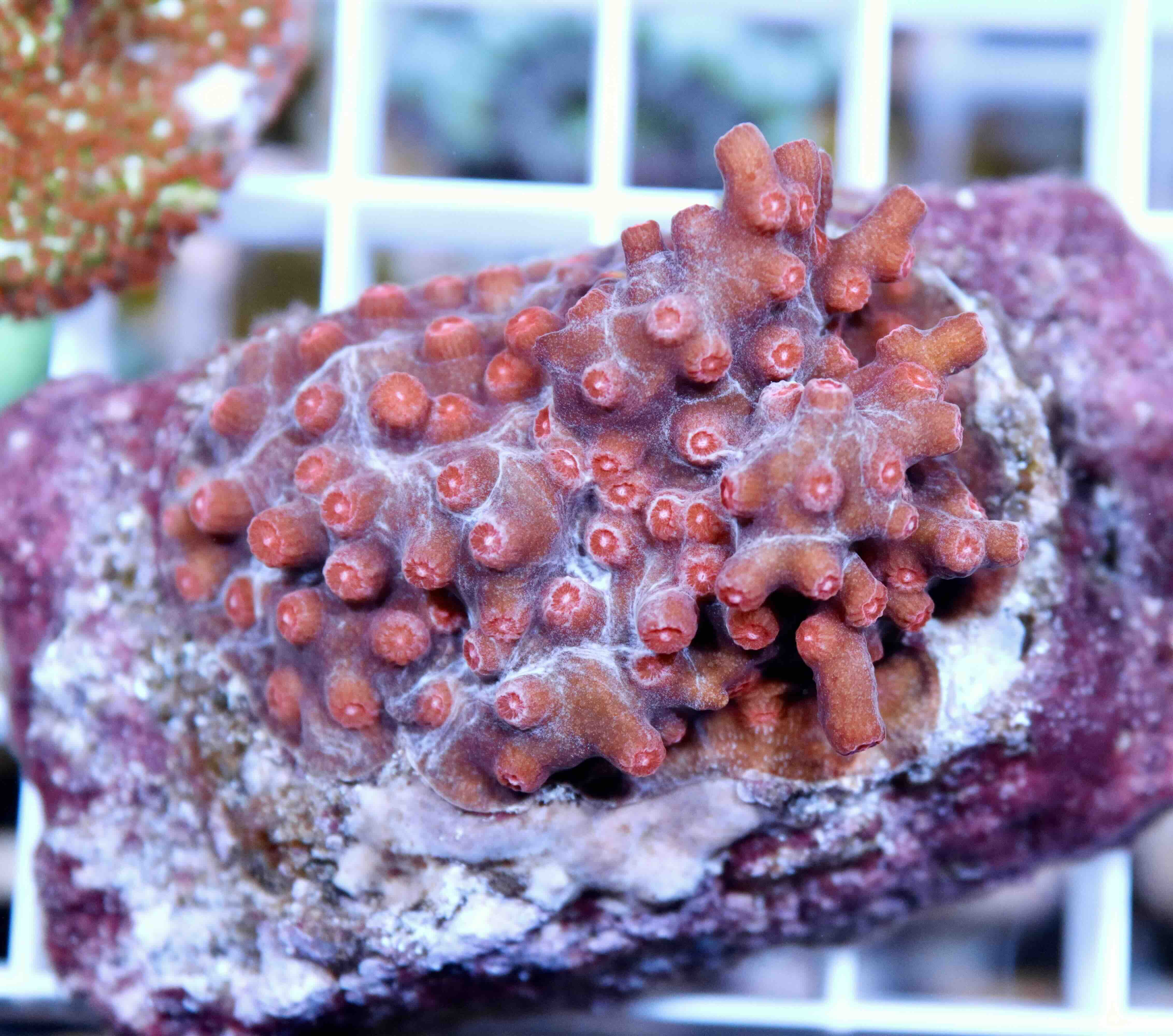 Cyphastrea decadia (L), WYSIWYG139.3
