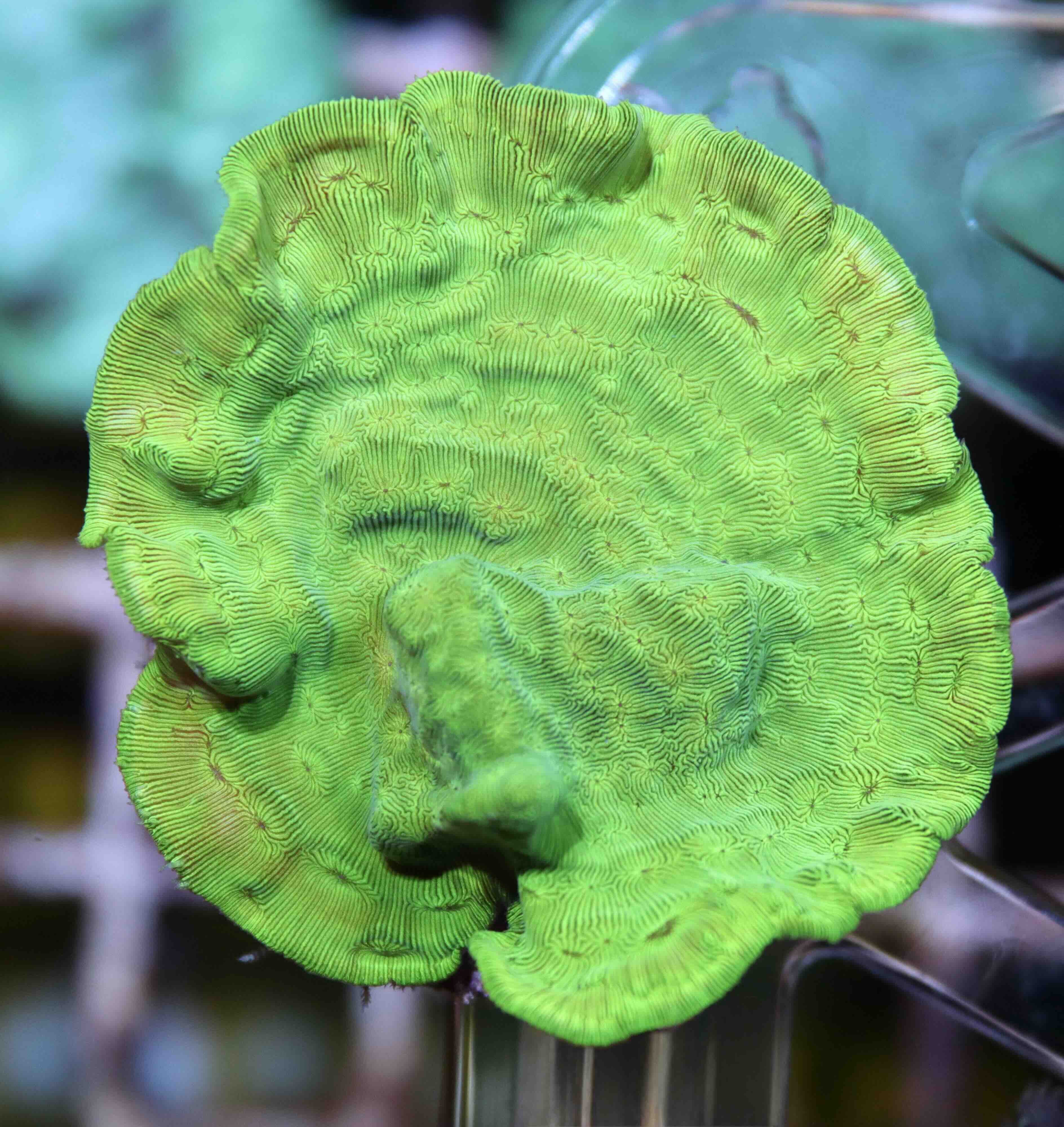 Leptoseris Ultra Green (M/L)
