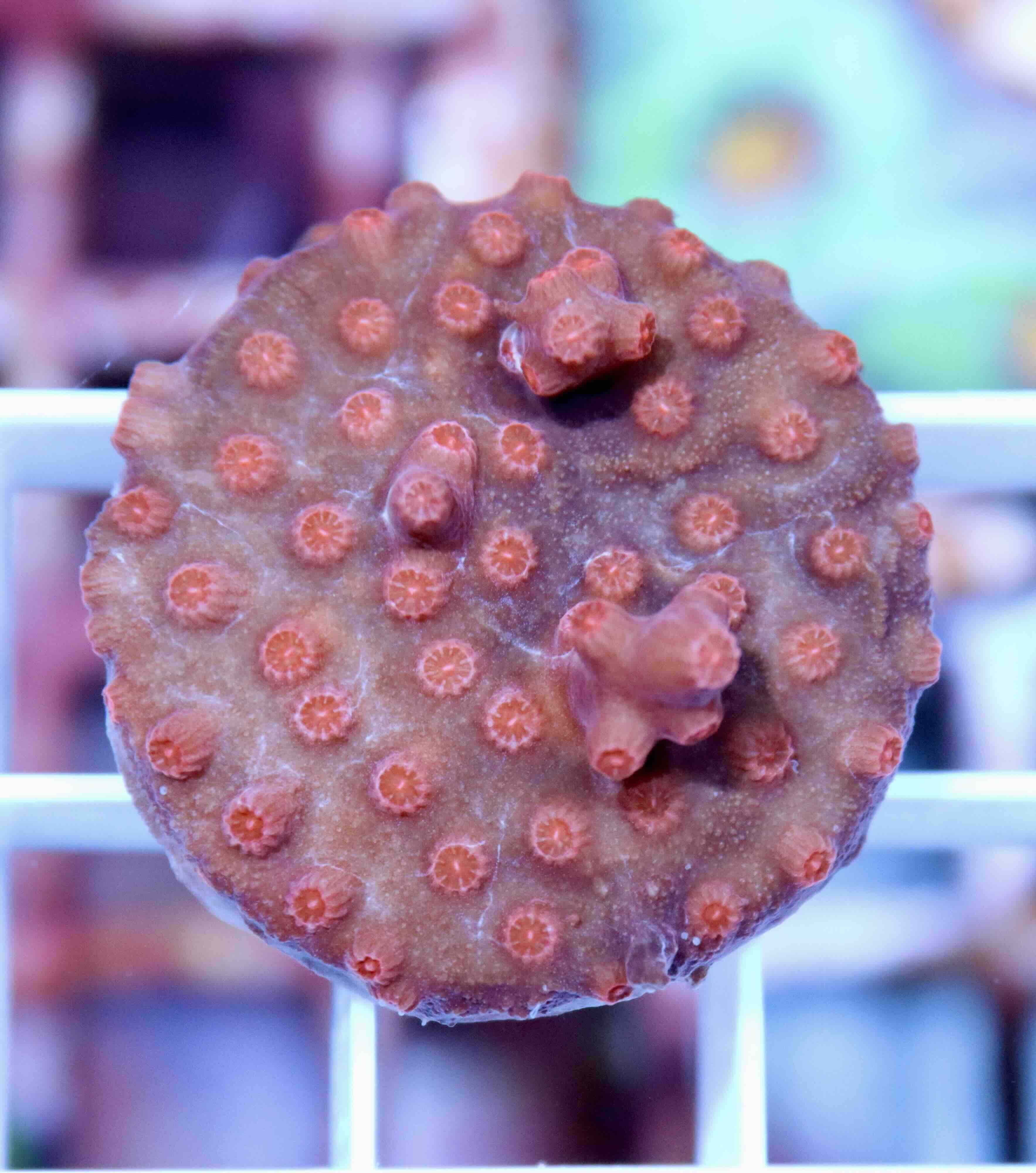 Cyphastrea decadia (M), WYSIWYG139.32