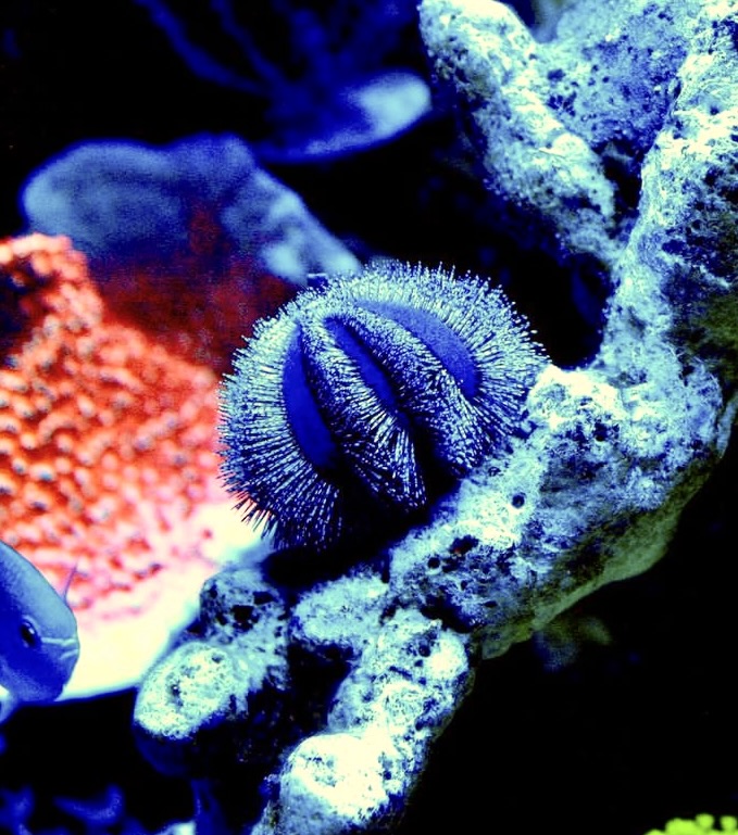Mespilia globulus