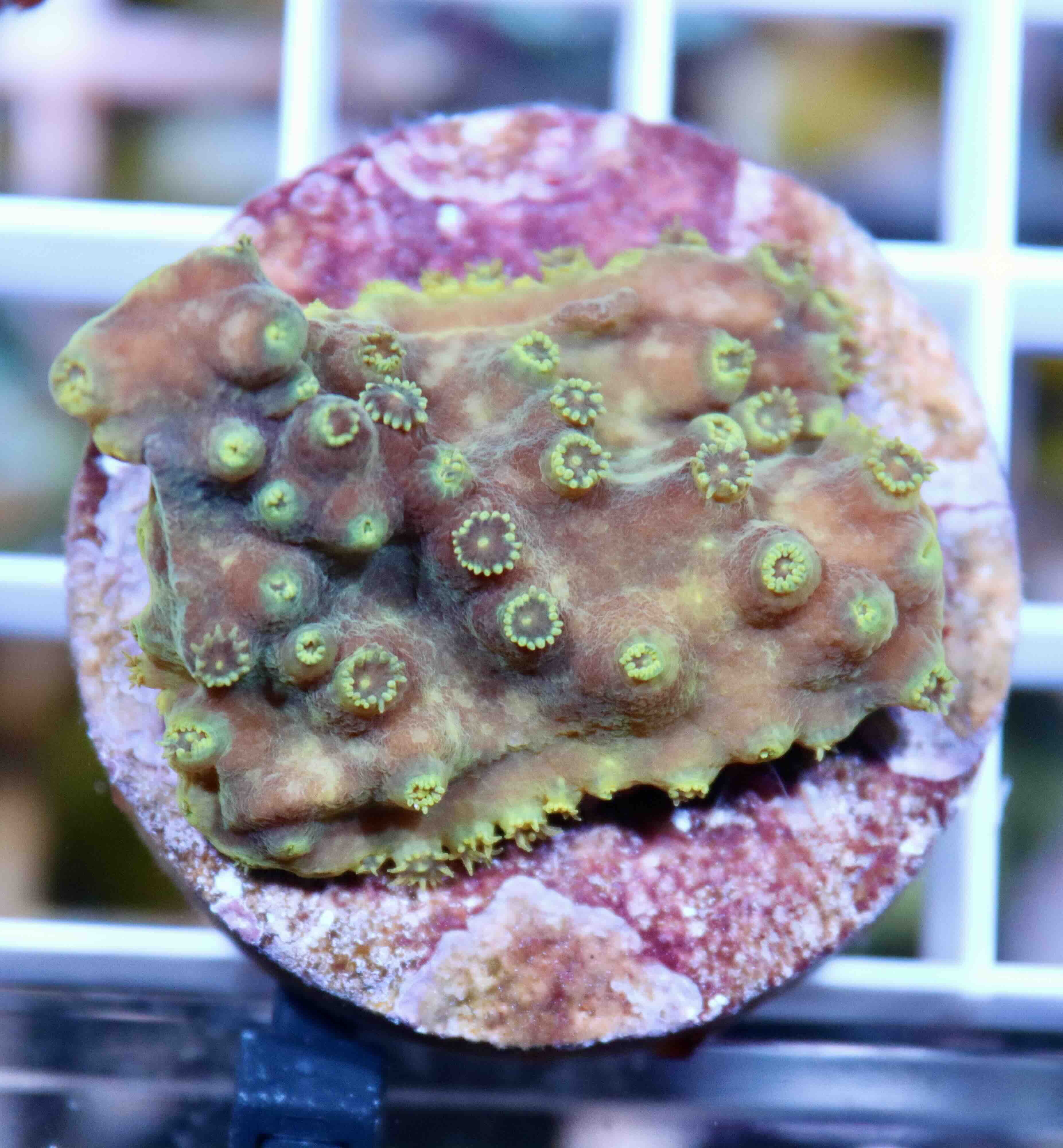 Turbinaria reniformis Purple/Yellow (M)
