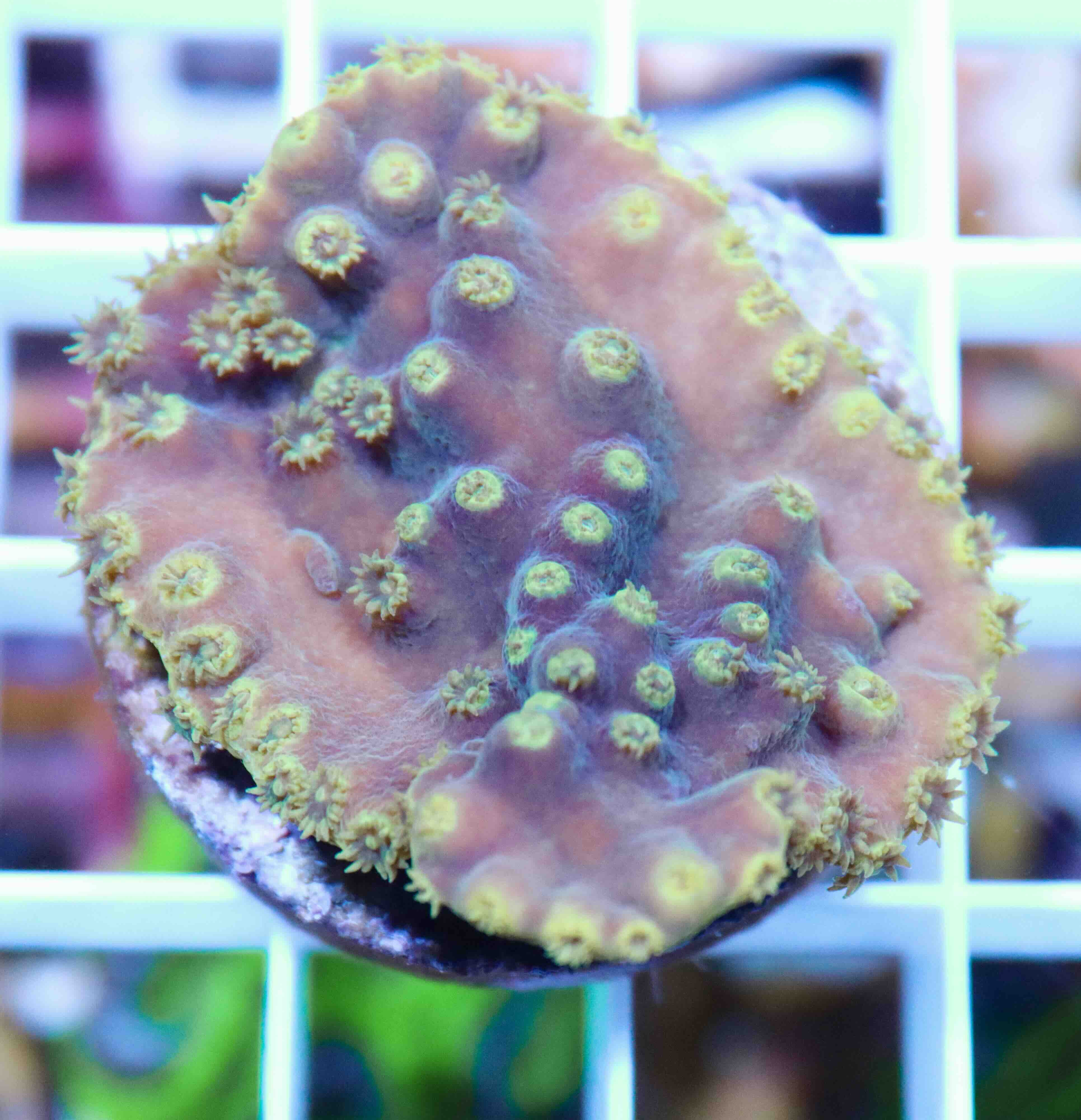 Turbinaria reniformis Purple/Yellow (M)