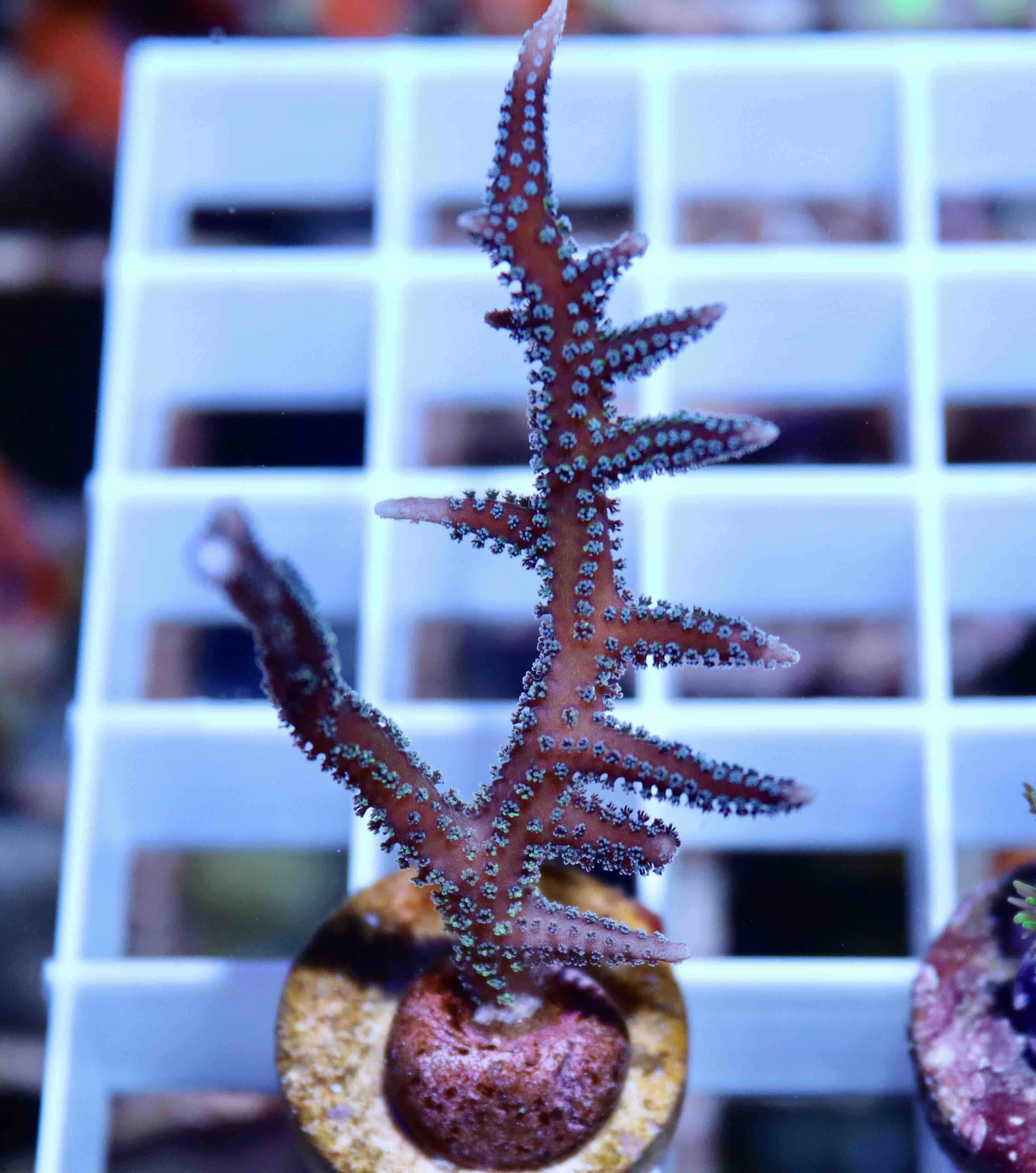 Seriatopora Hystrix Bicolor (S), WYSIWYG05.31
