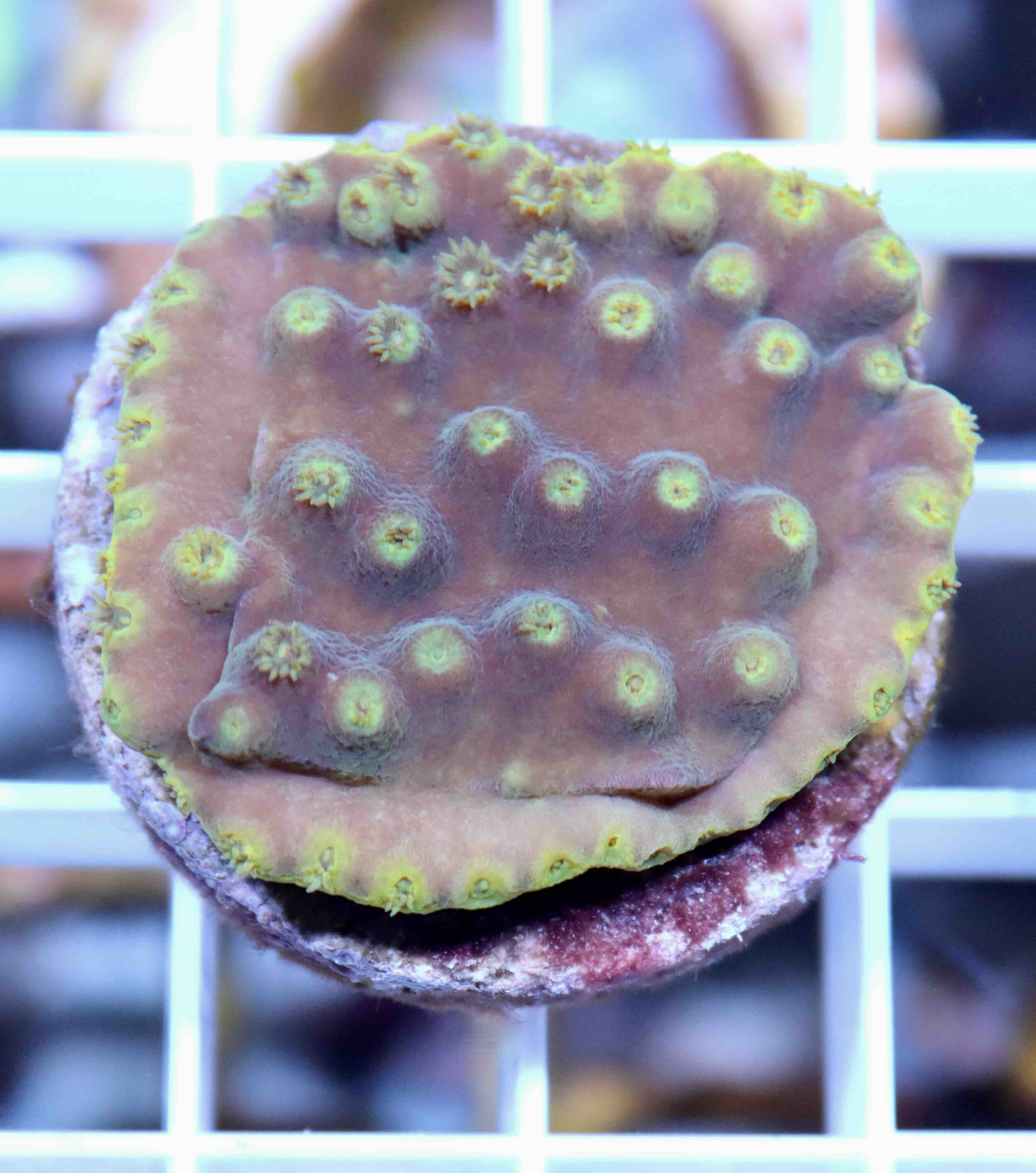 Turbinaria reniformis Purple/Yellow (M), WYSIWYG12.1