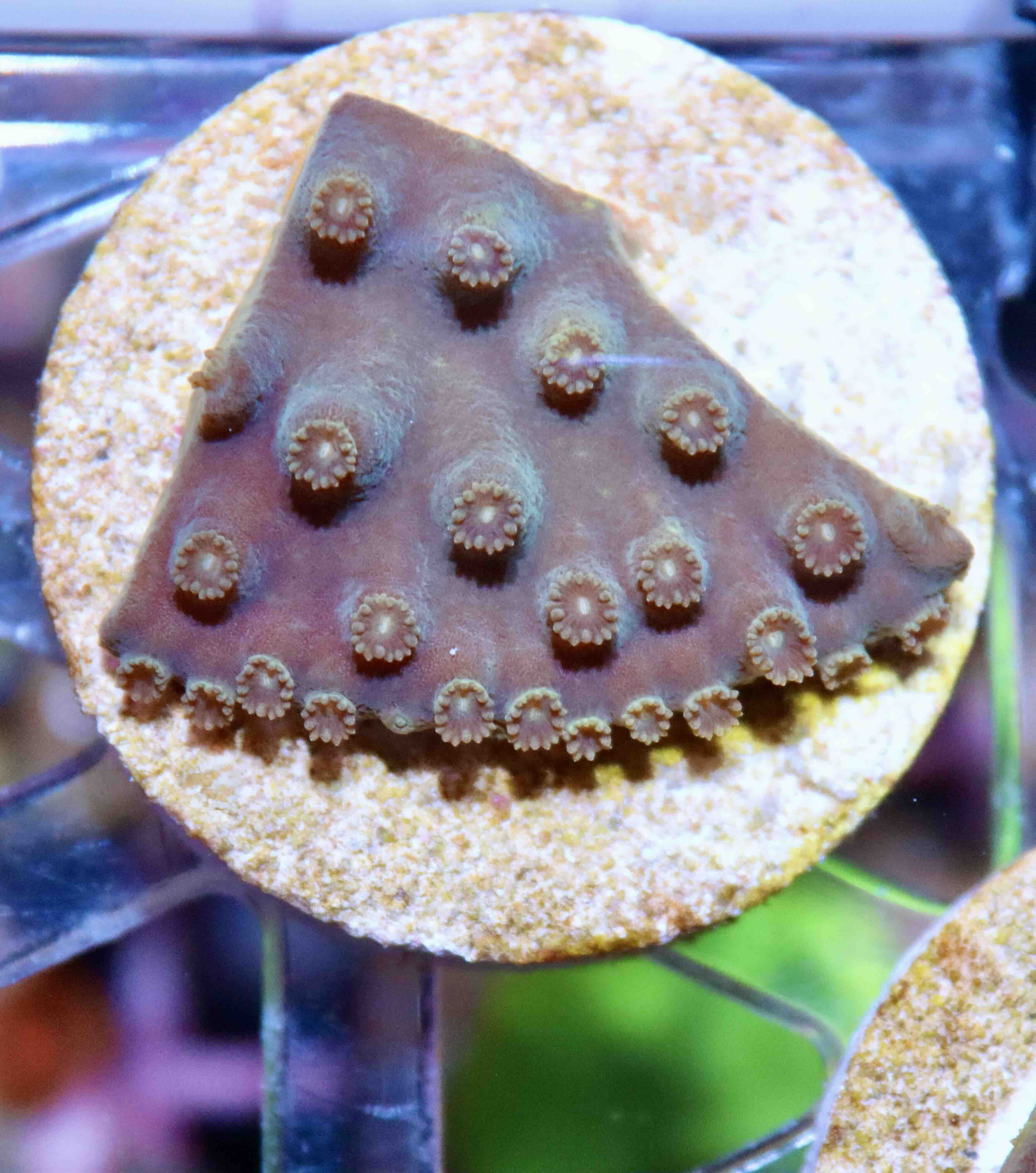 Turbinaria reniformis Purple/Yellow (M), WYSIWYG12.1