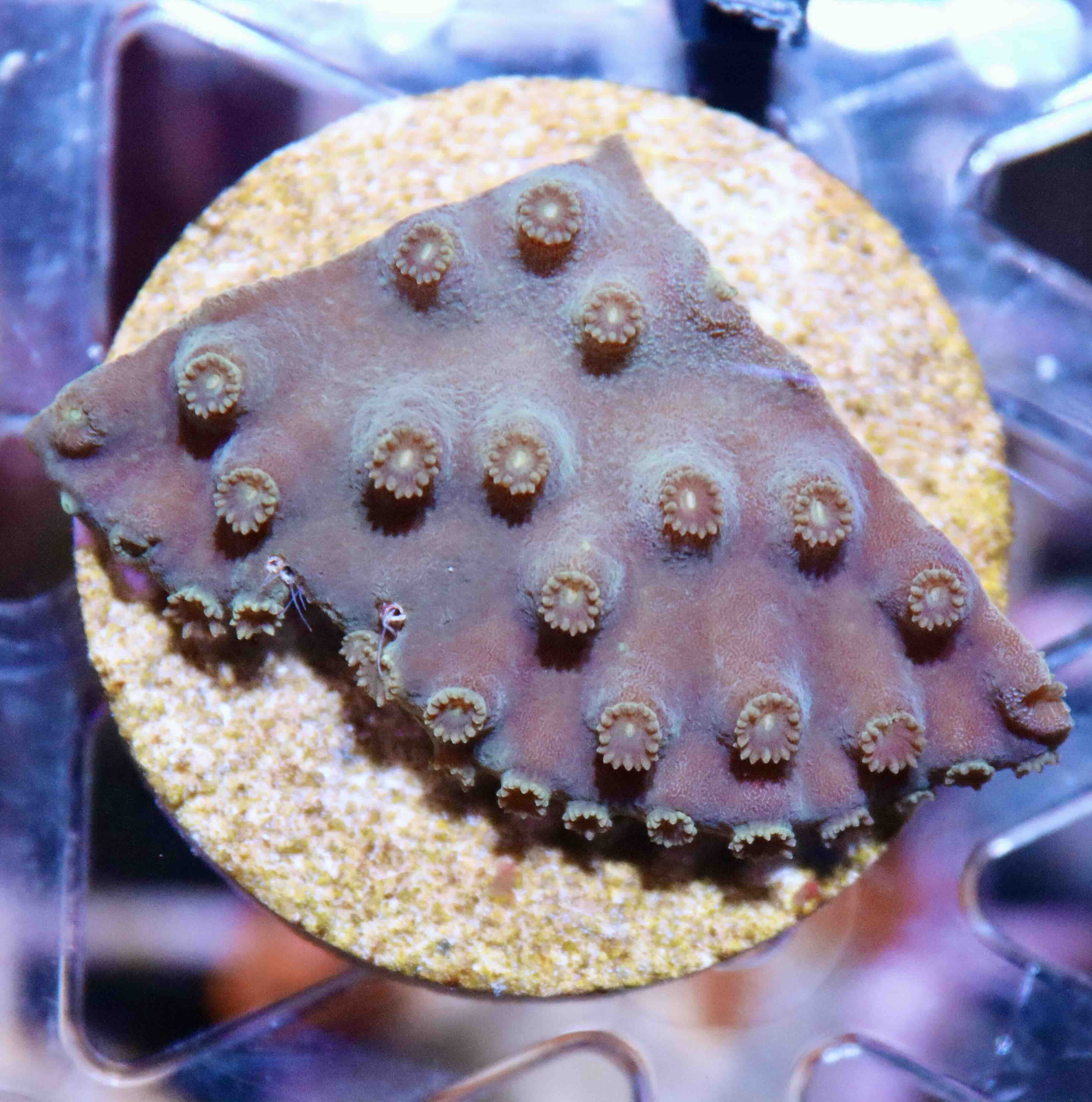 Turbinaria reniformis Purple/Yellow (M), WYSIWYG12.2