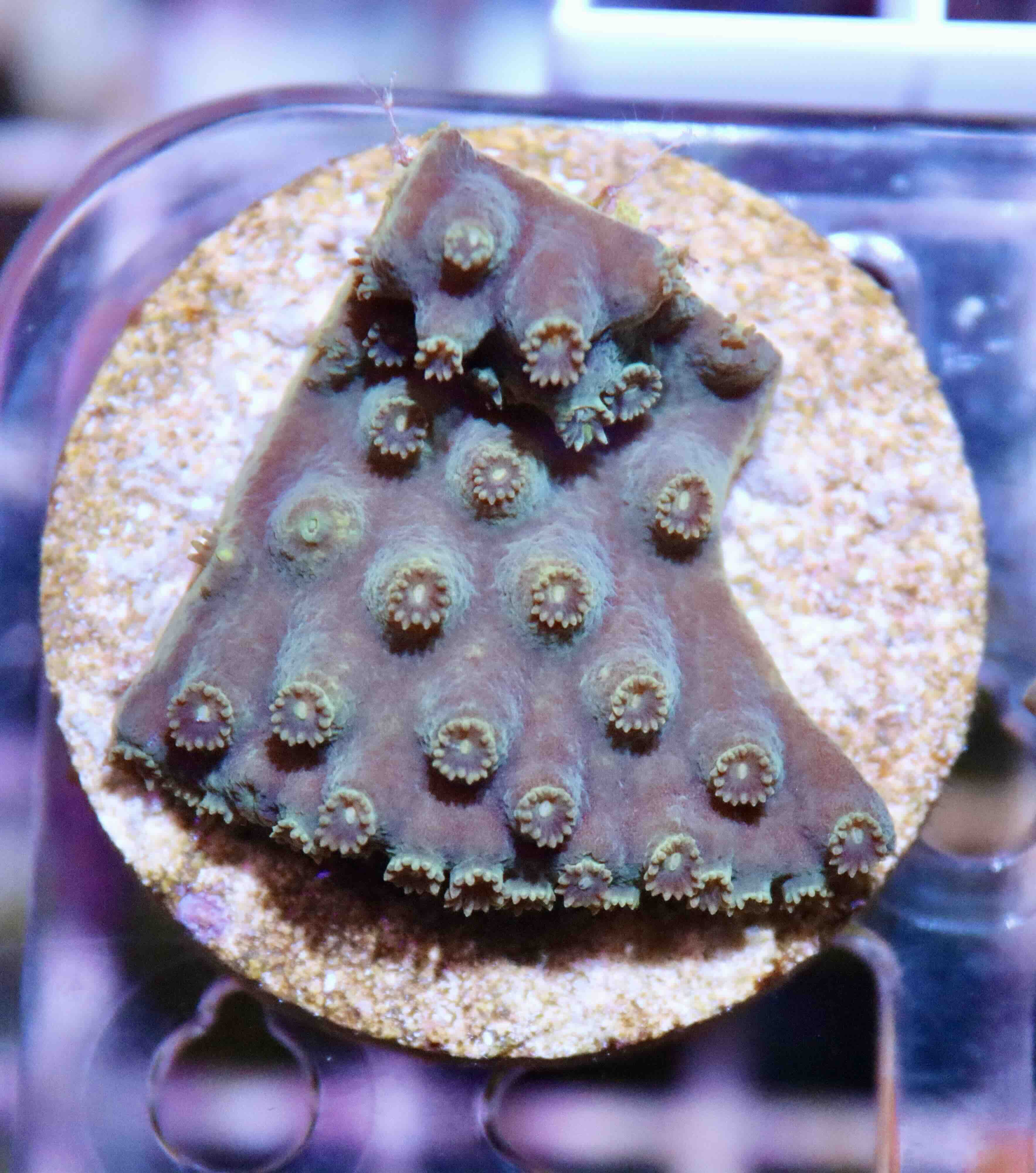 Turbinaria reniformis Purple/Yellow (M), WYSIWYG12.3