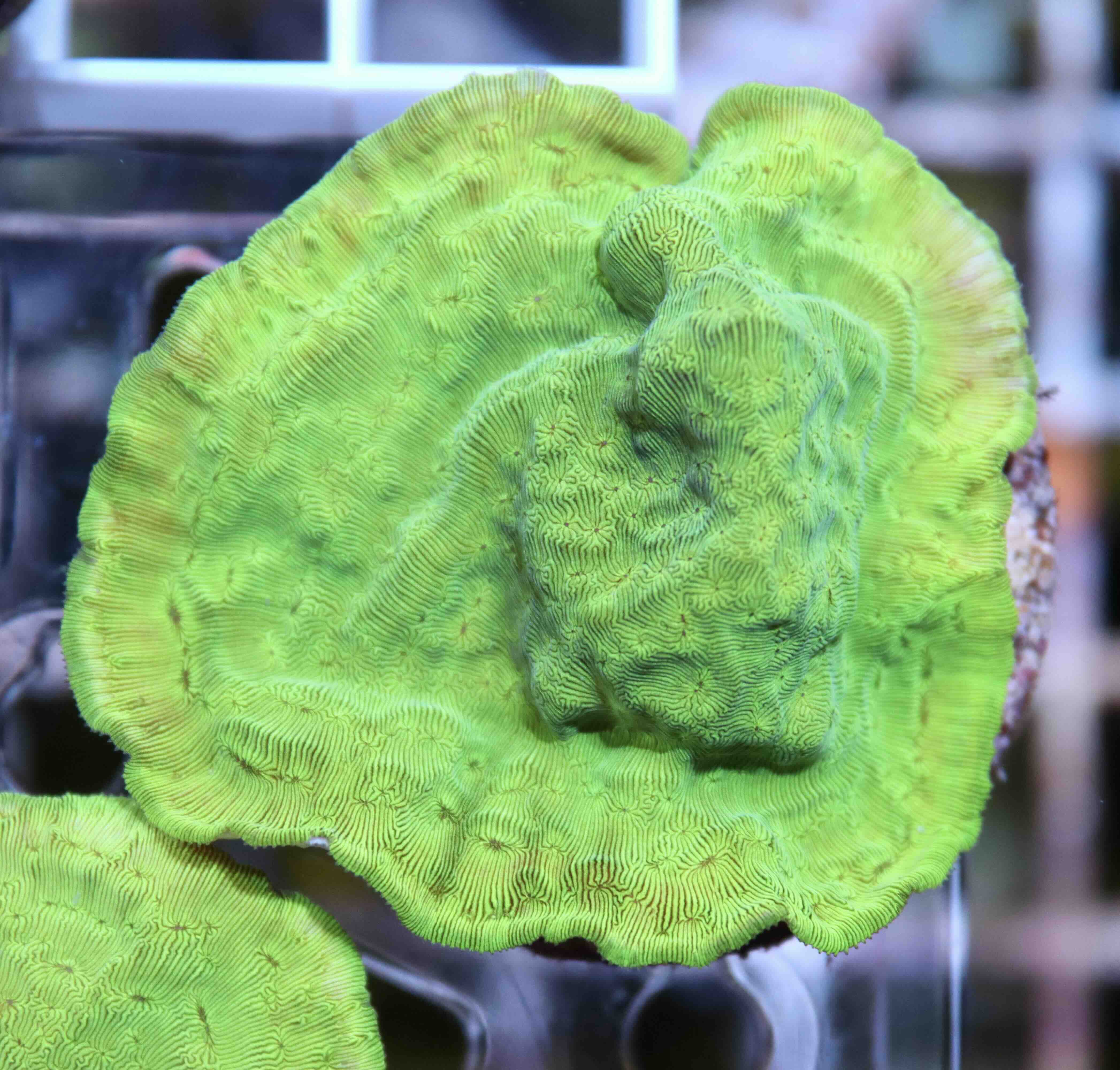 Leptoseris Ultra Green (M/L), WYSIWYG09.3