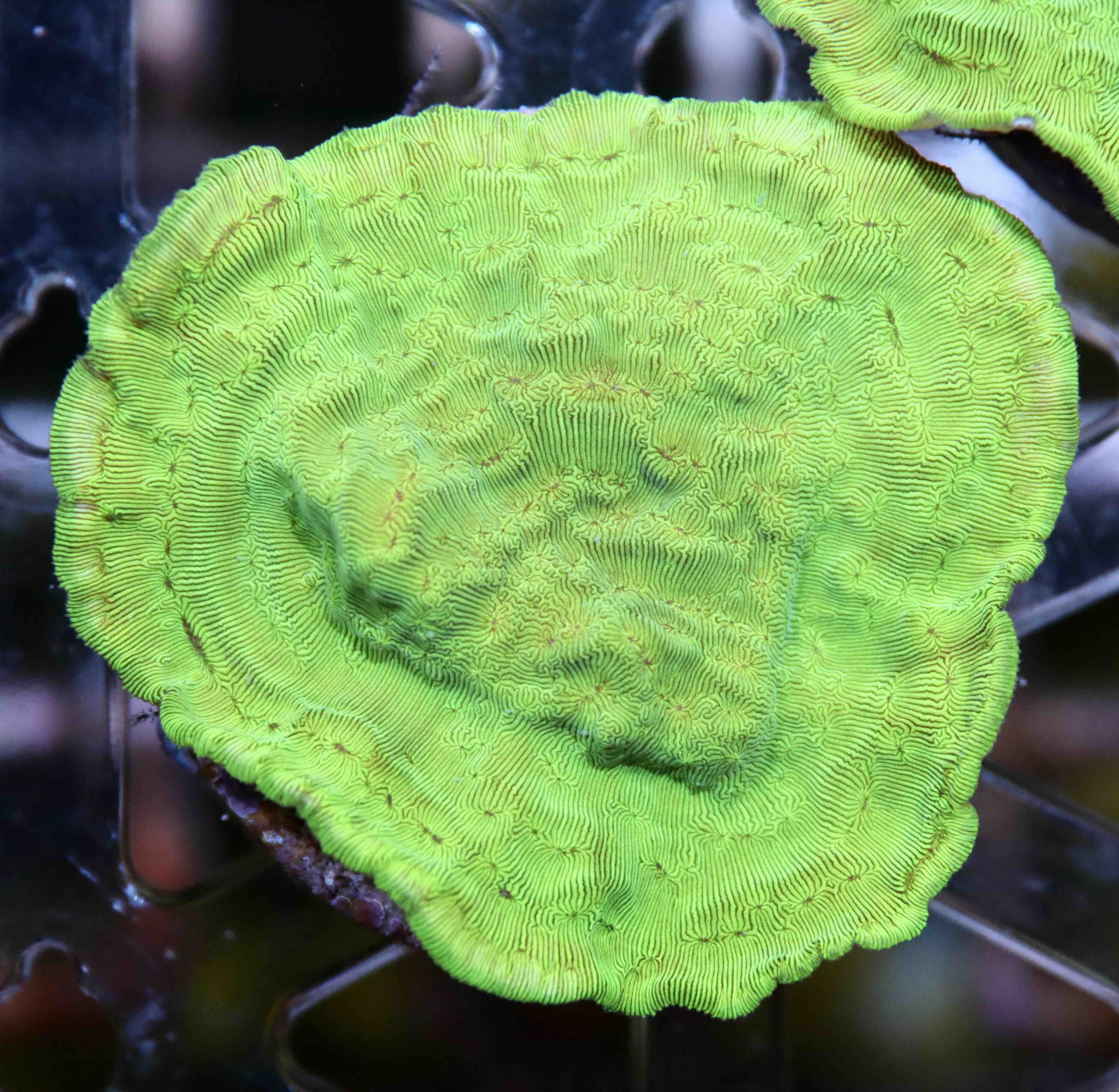 Leptoseris Ultra Green (M/L), WYSIWYG09.4