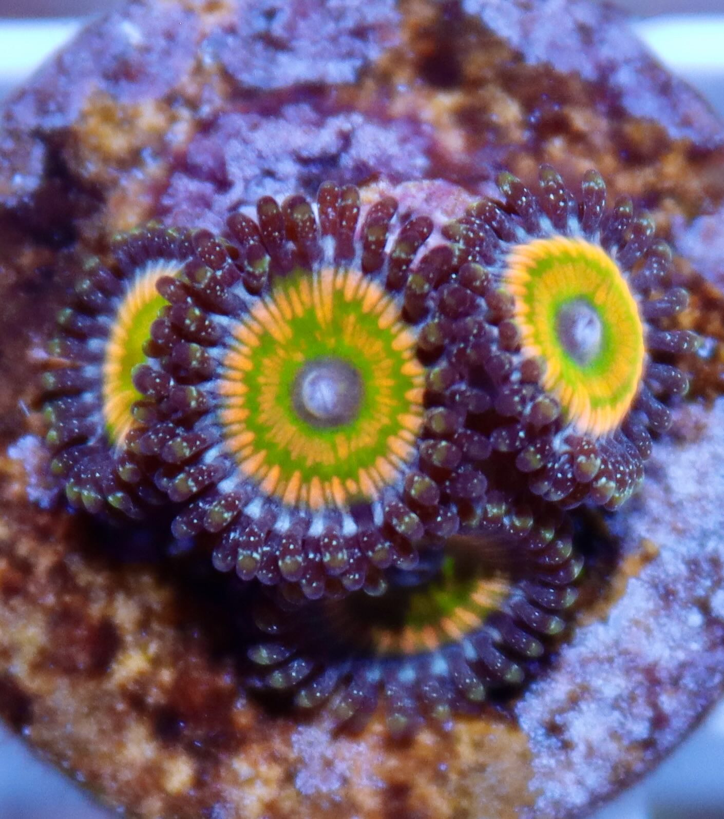 Zoanthus Mega Rainbow