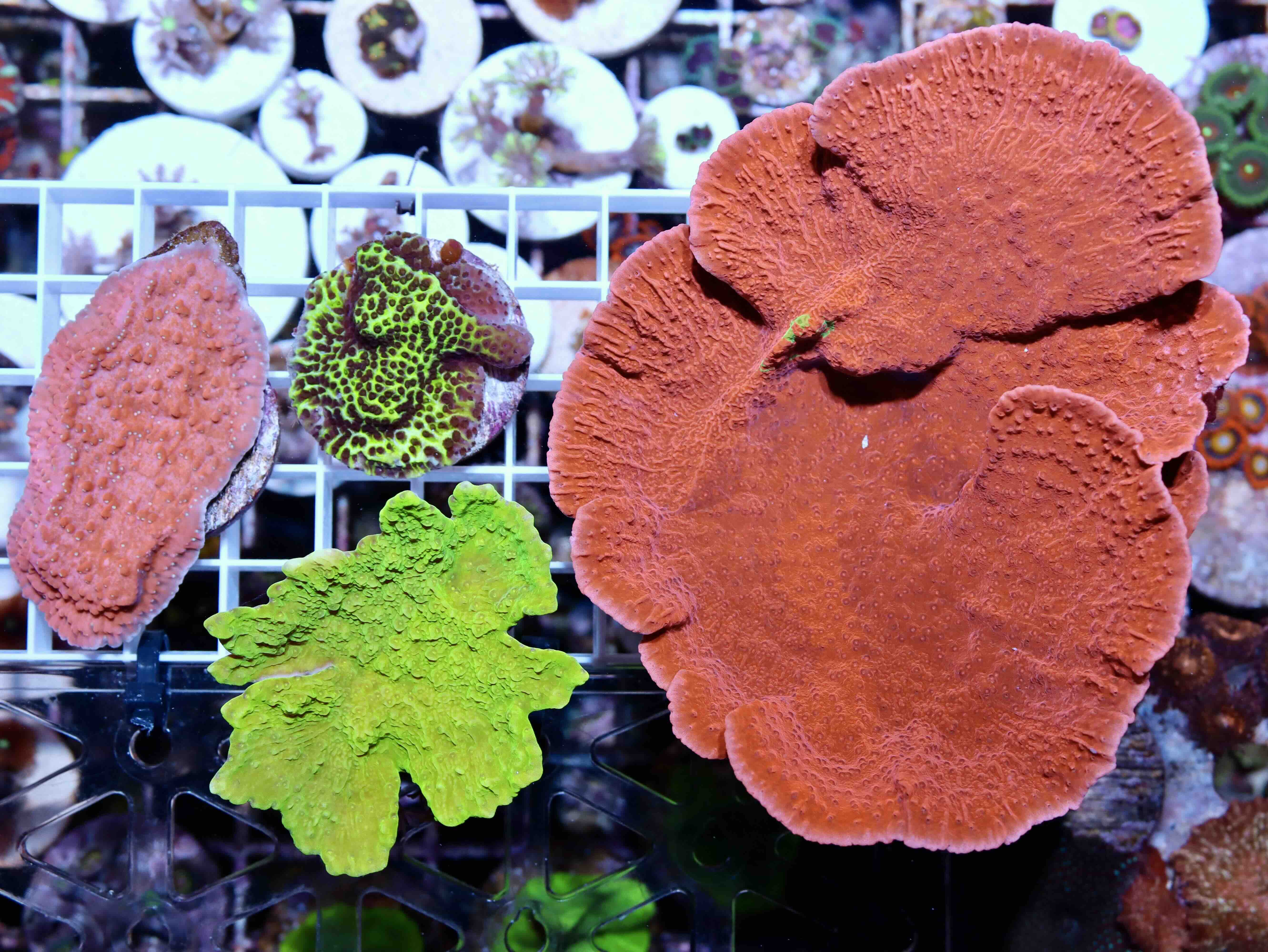 Coral Pack: Montipora
