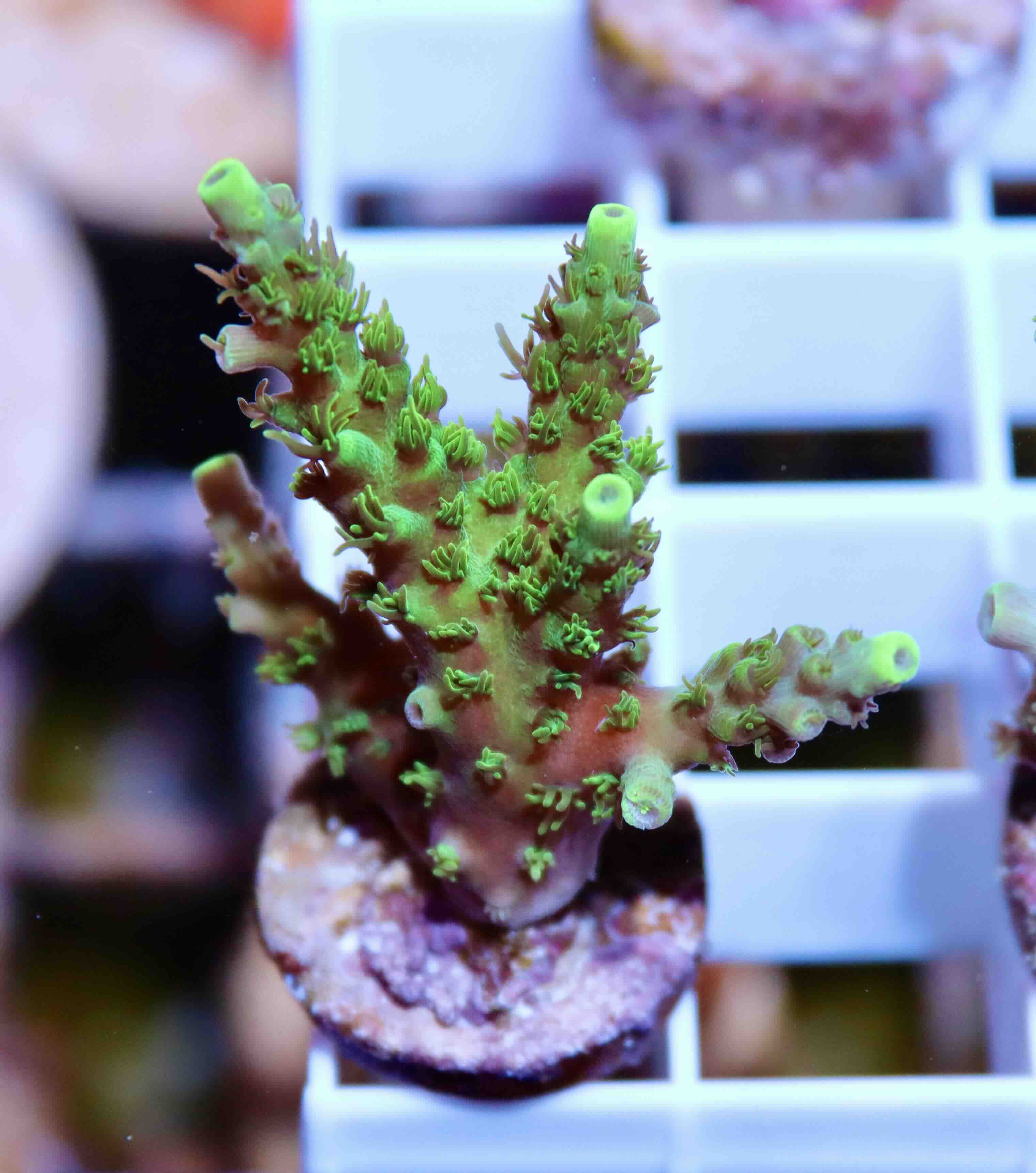 Acropora Coral Sea (S), WYSIWYG018.72