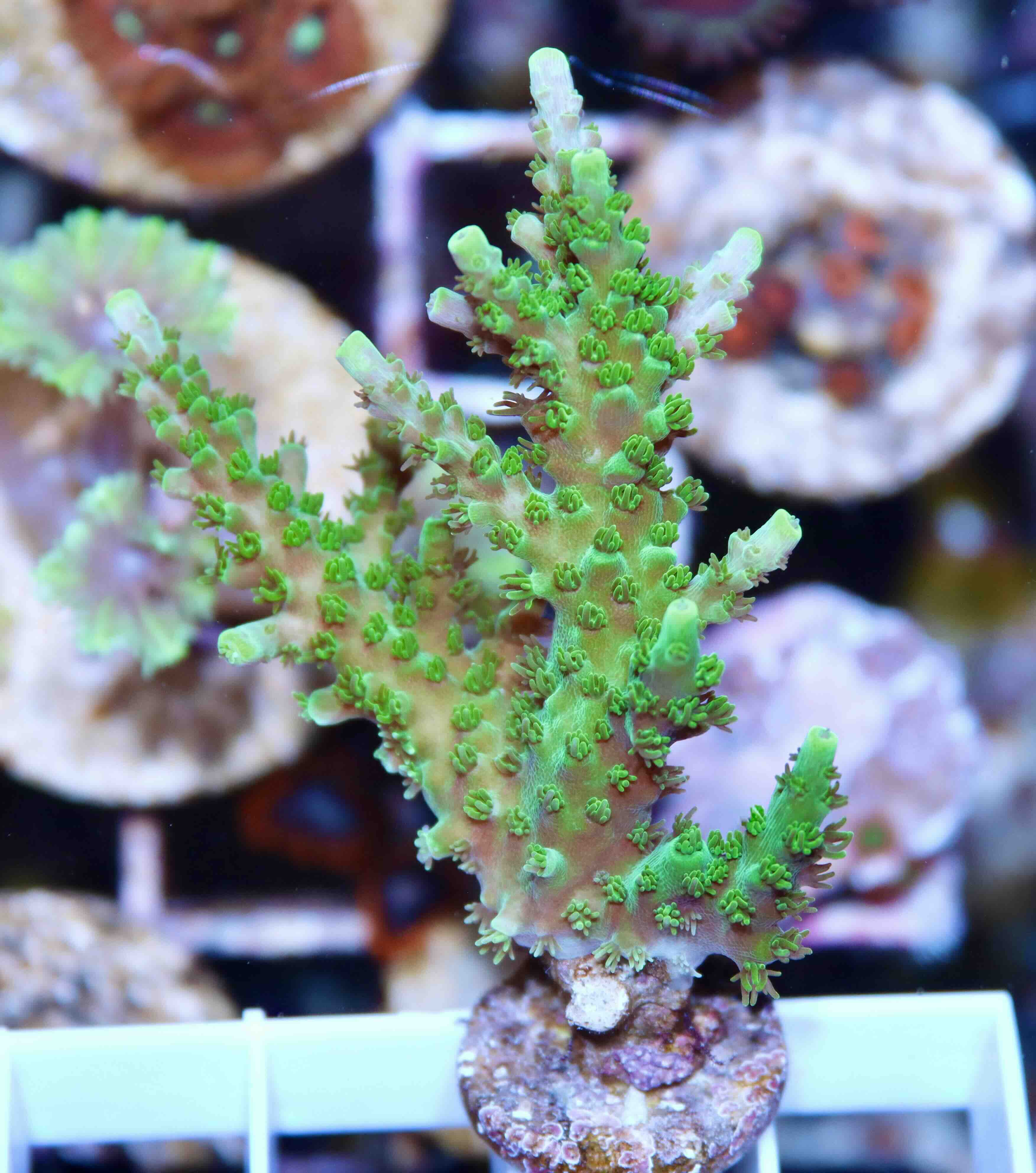 Acropora Coral Sea (M), WYSIWYG018.74